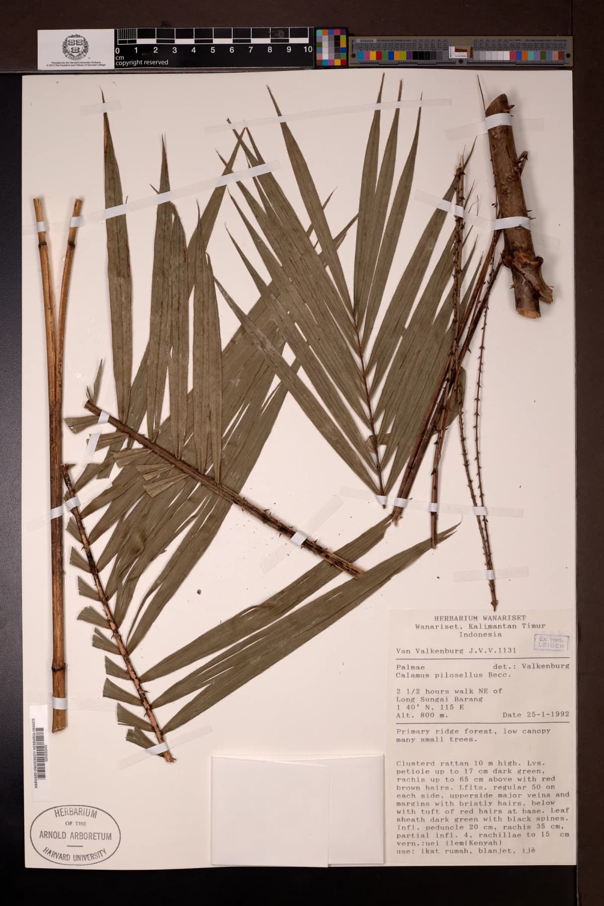 Botanical specimen of Calamus Pilosellus.