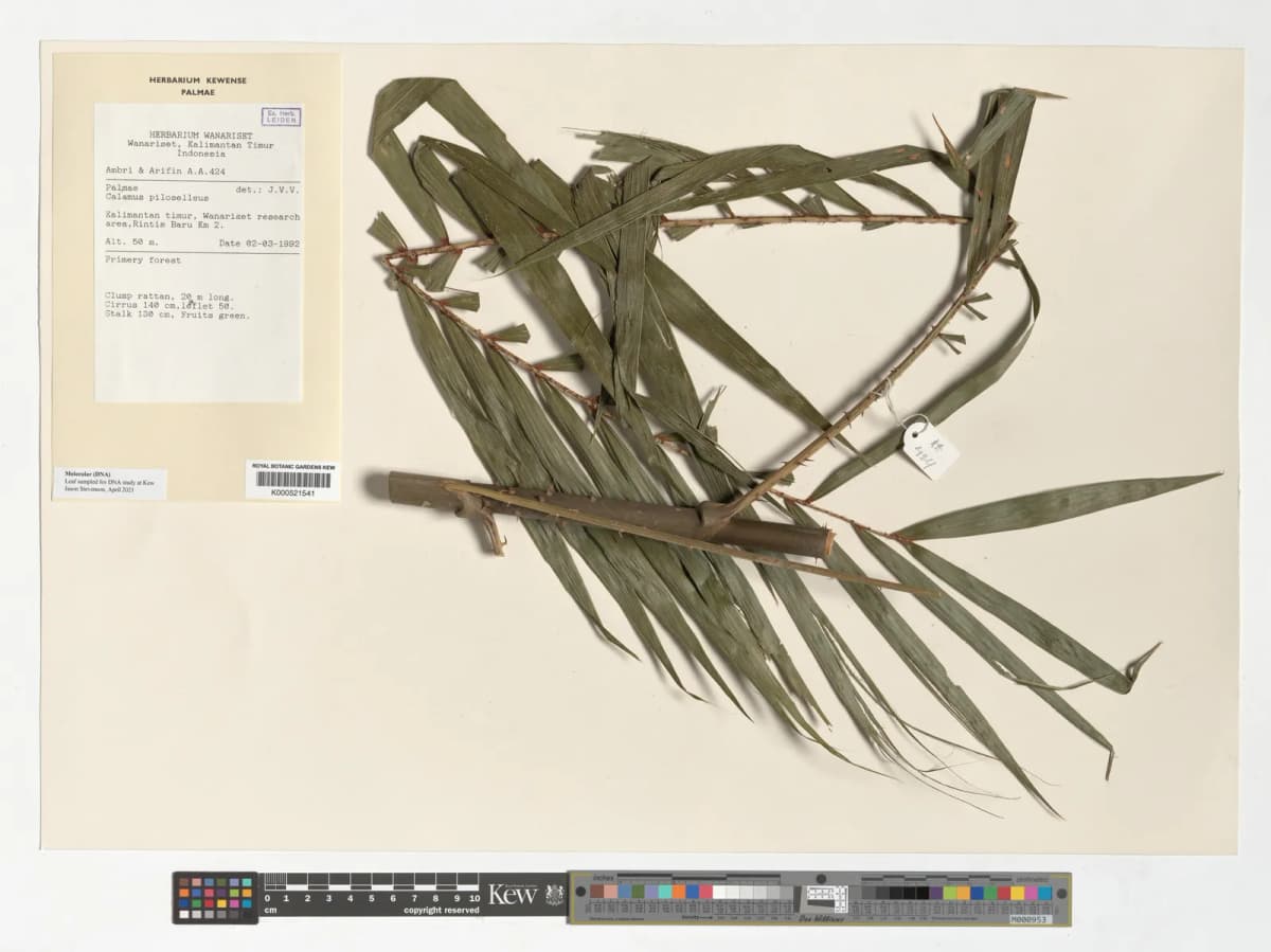 Botanical specimen of Calamus Pilosellus.