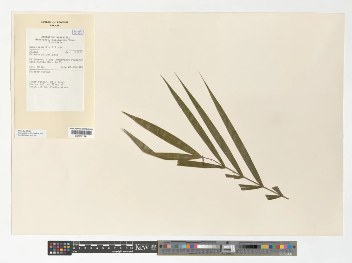 Botanical specimen of Calamus Pilosellus.