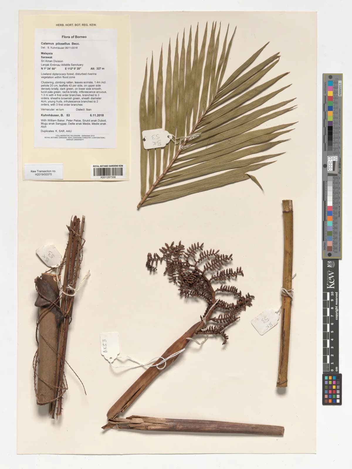 Botanical specimen of Calamus Pilosellus.