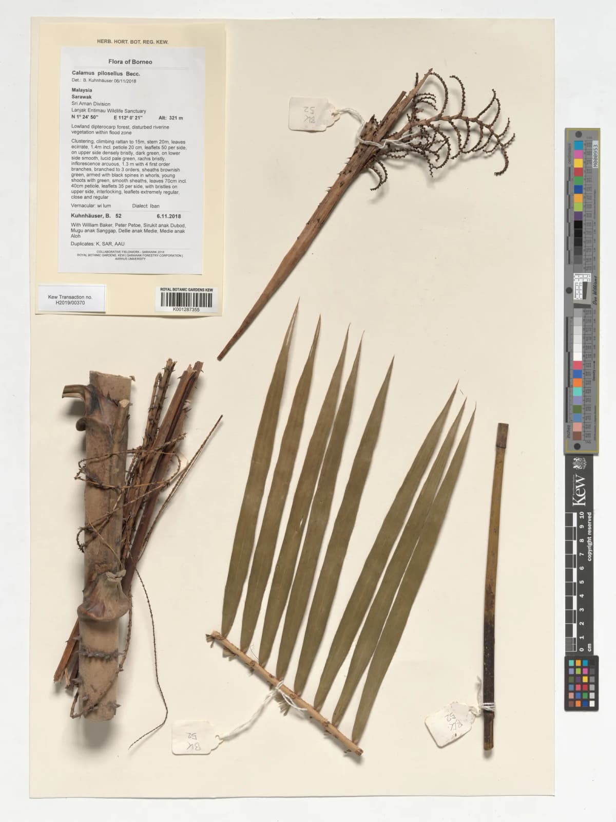 Botanical specimen of Calamus Pilosellus.