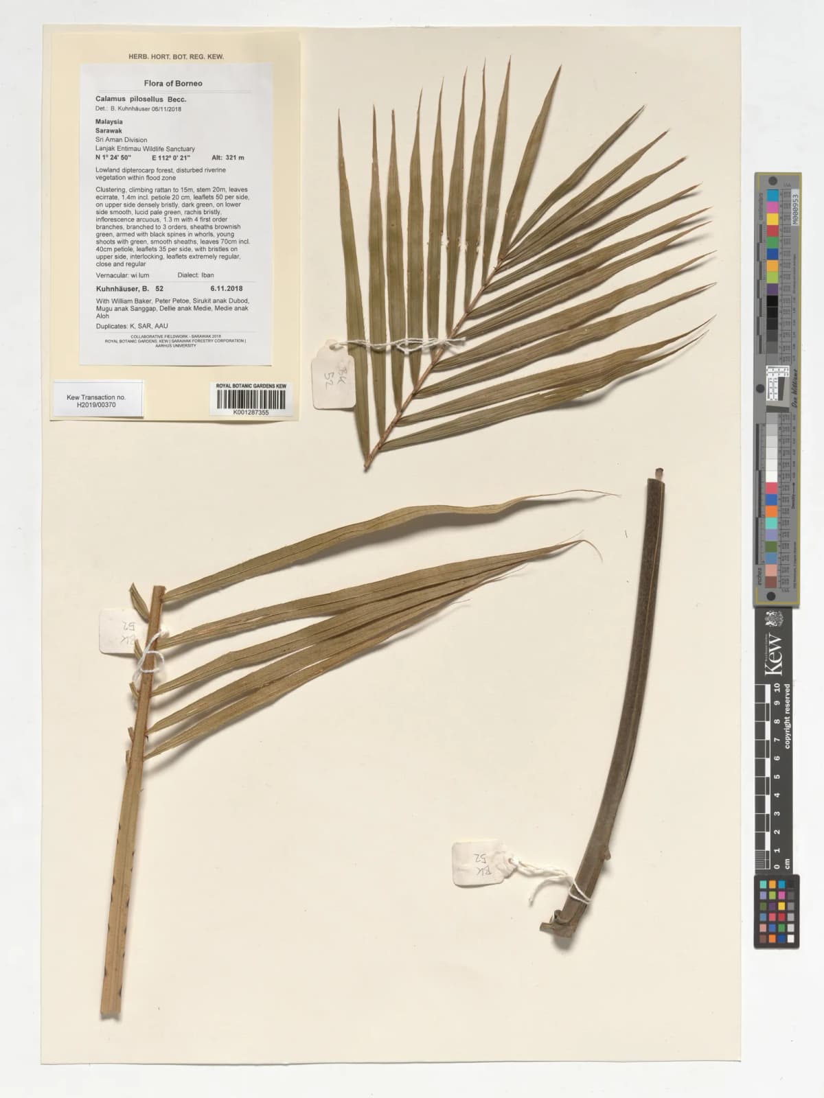 Botanical specimen of Calamus Pilosellus.