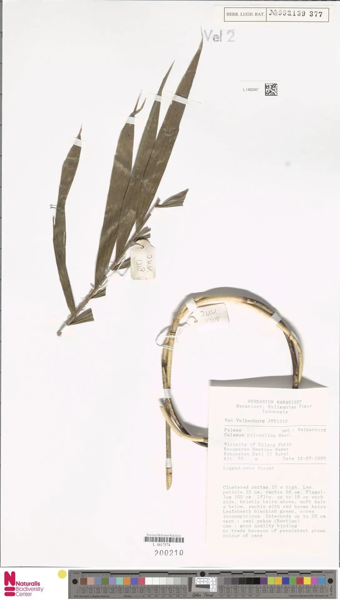 Botanical specimen of Calamus Pilosellus.