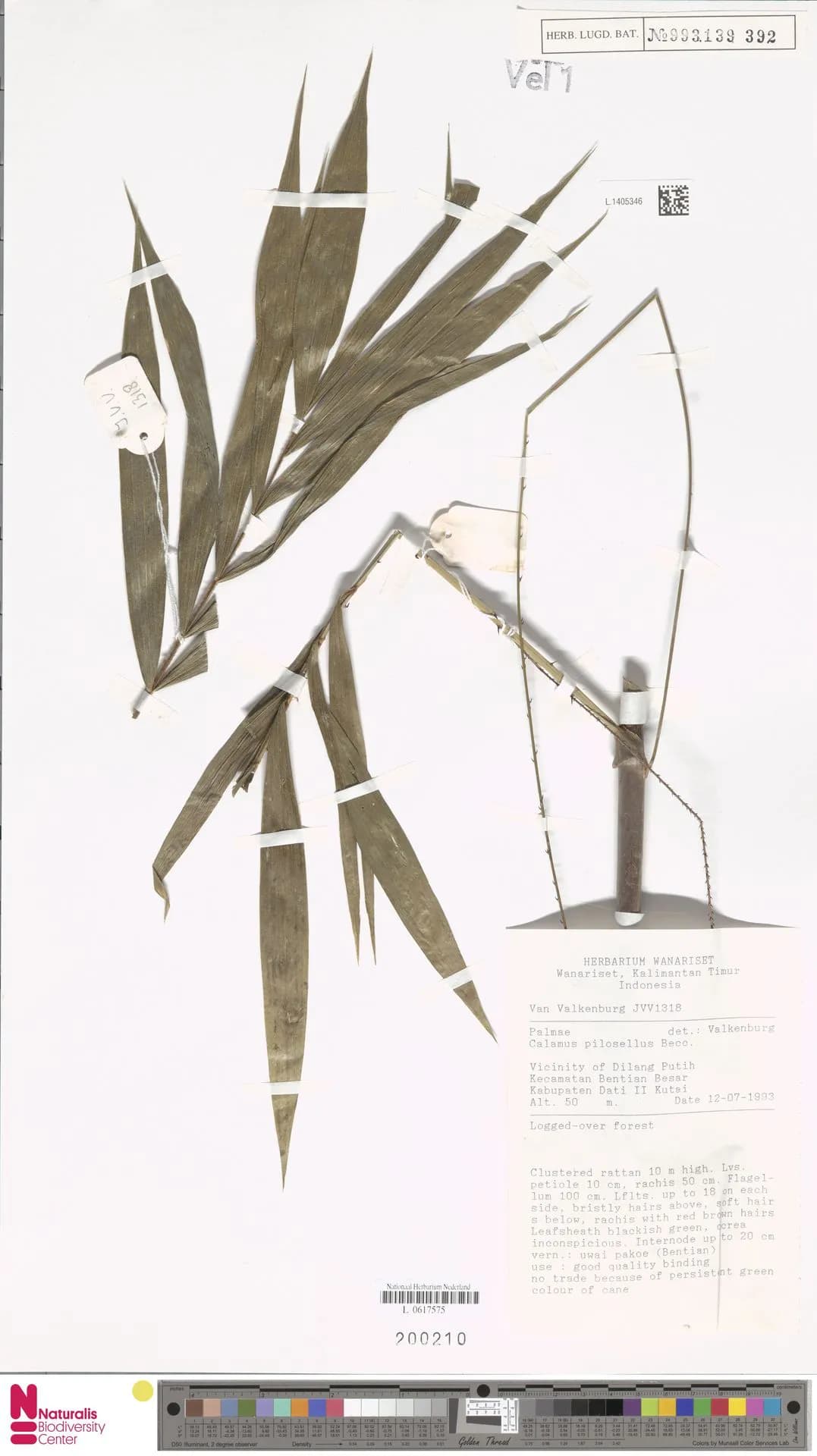 Botanical specimen of Calamus Pilosellus.