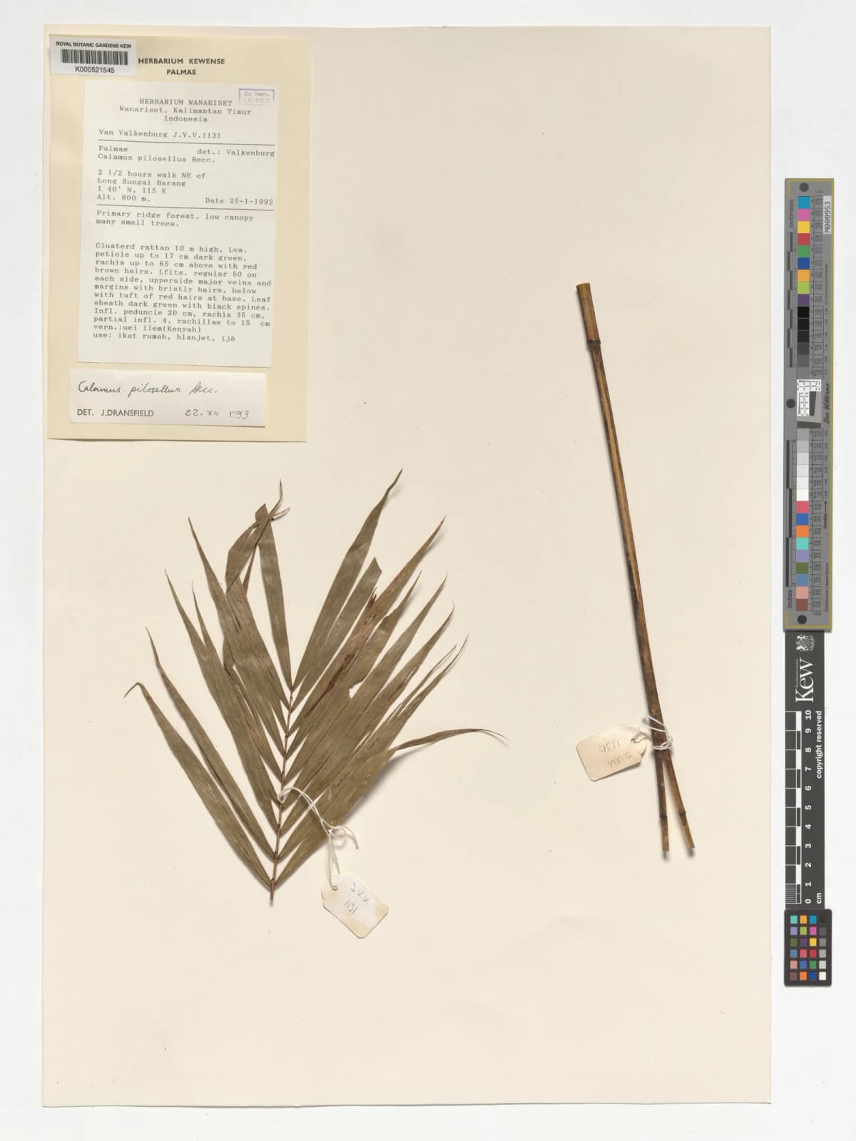 Botanical specimen of Calamus Pilosellus.