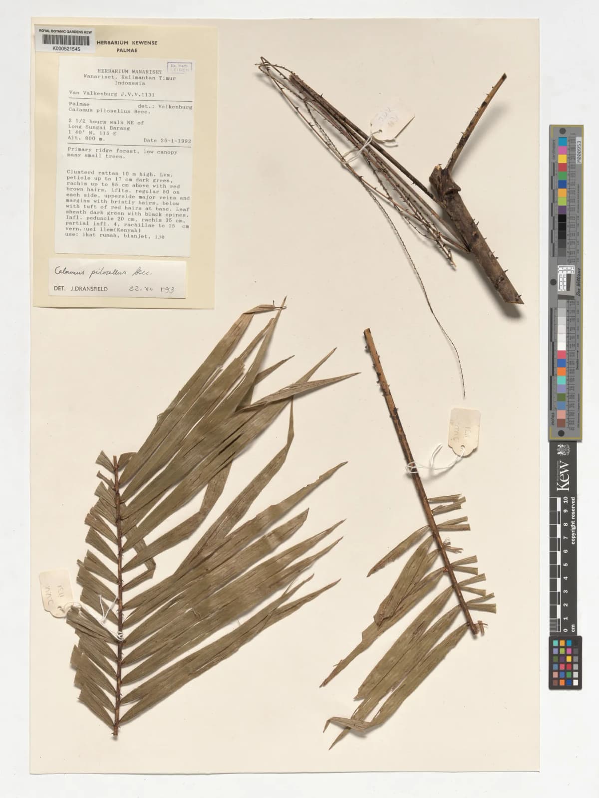 Botanical specimen of Calamus Pilosellus.