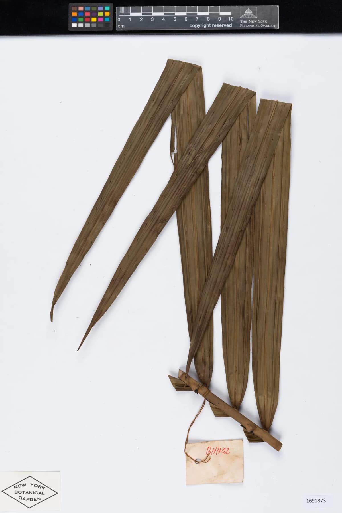 Botanical specimen of Calamus Poilanei.