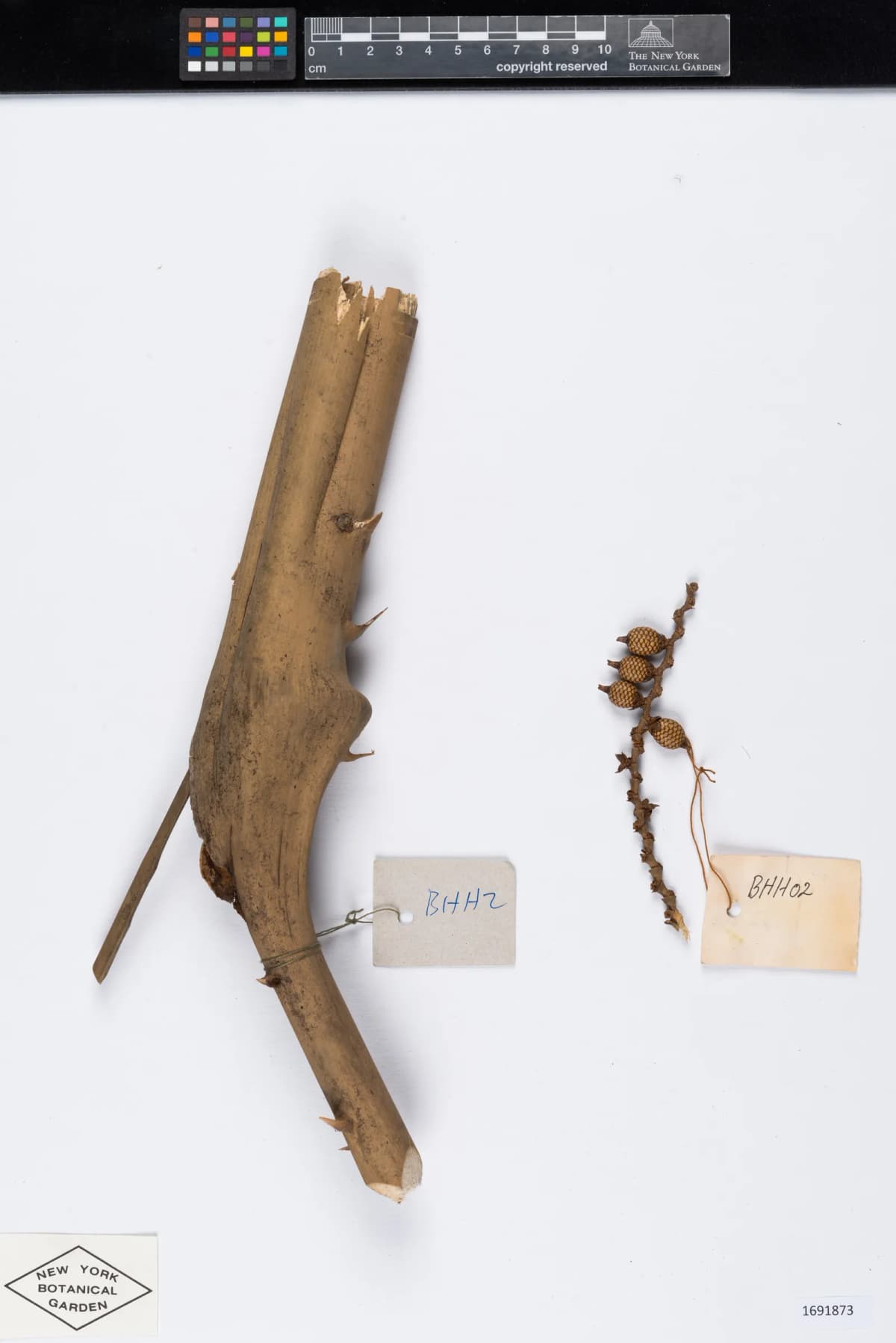 Botanical specimen of Calamus Poilanei.