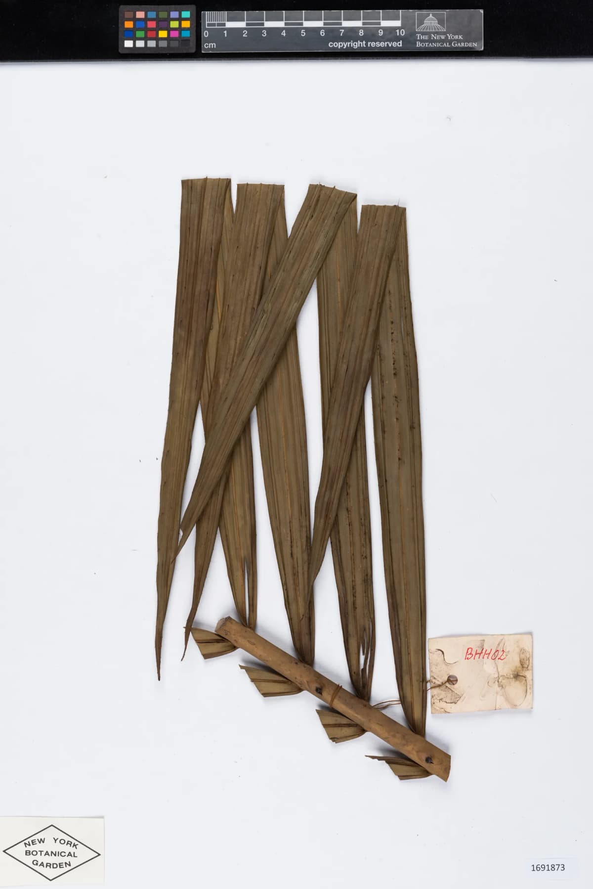 Botanical specimen of Calamus Poilanei.