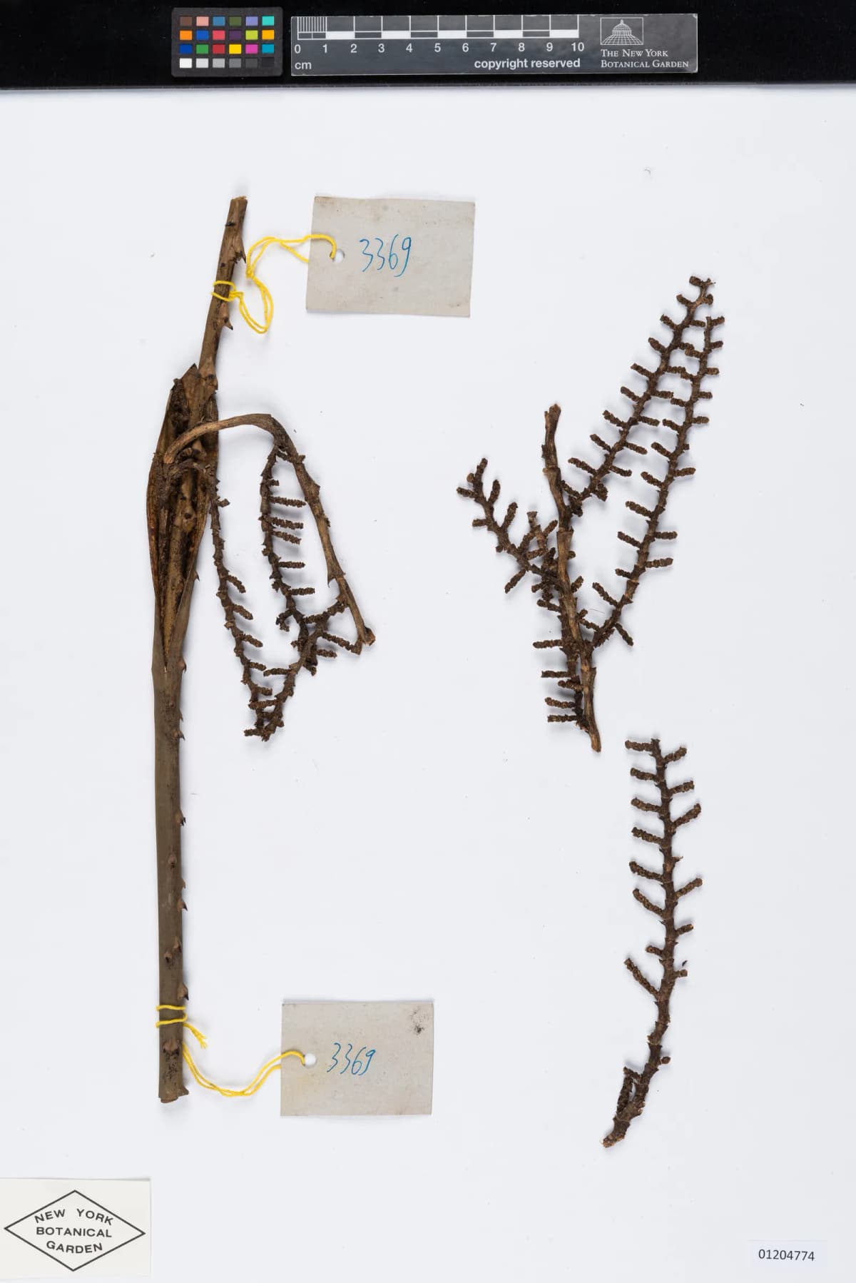 Botanical specimen of Calamus Poilanei.