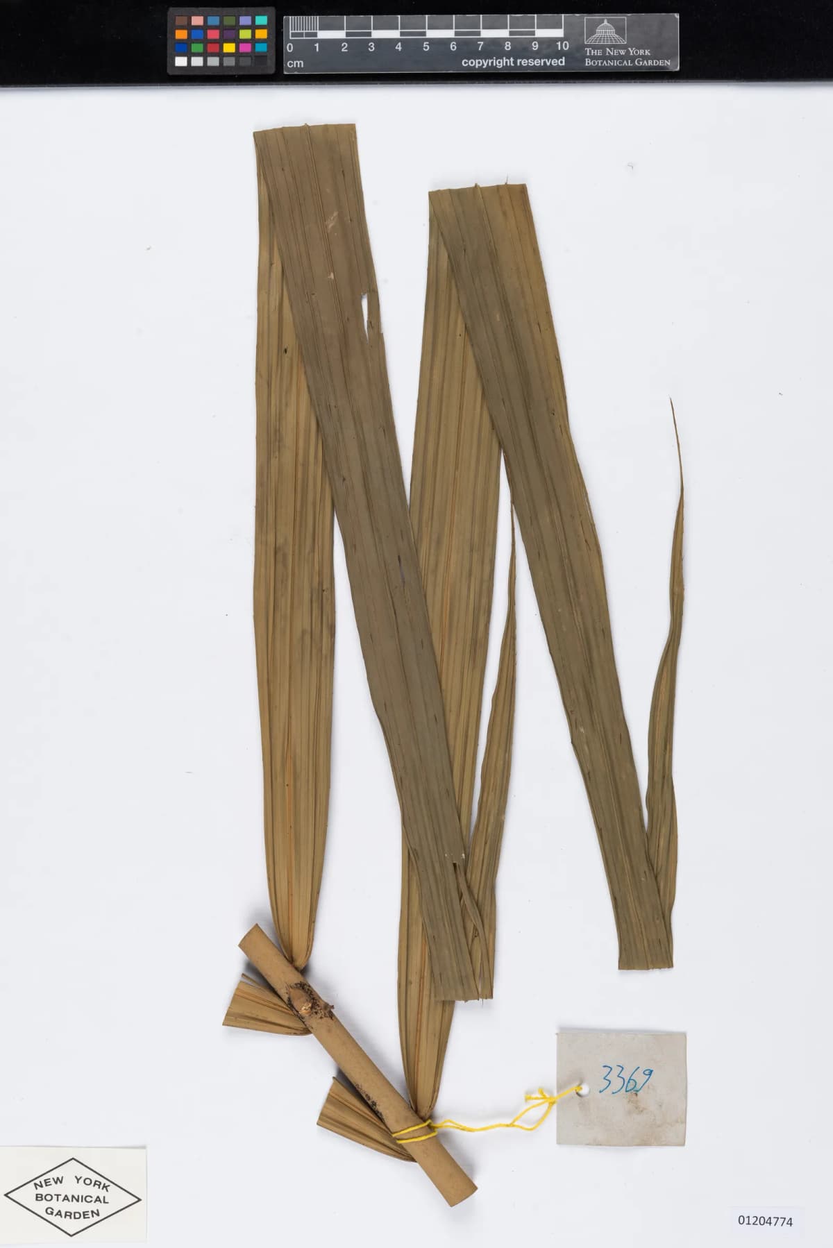 Botanical specimen of Calamus Poilanei.