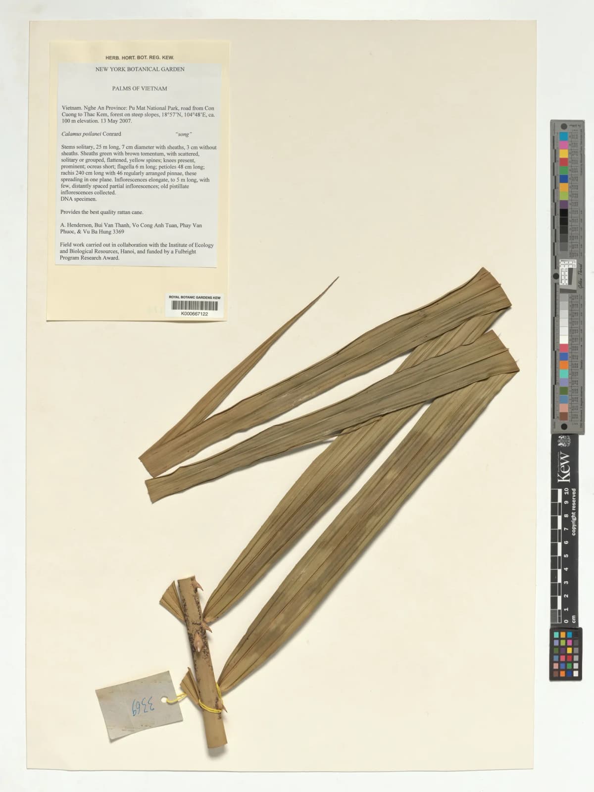 Botanical specimen of Calamus Poilanei.