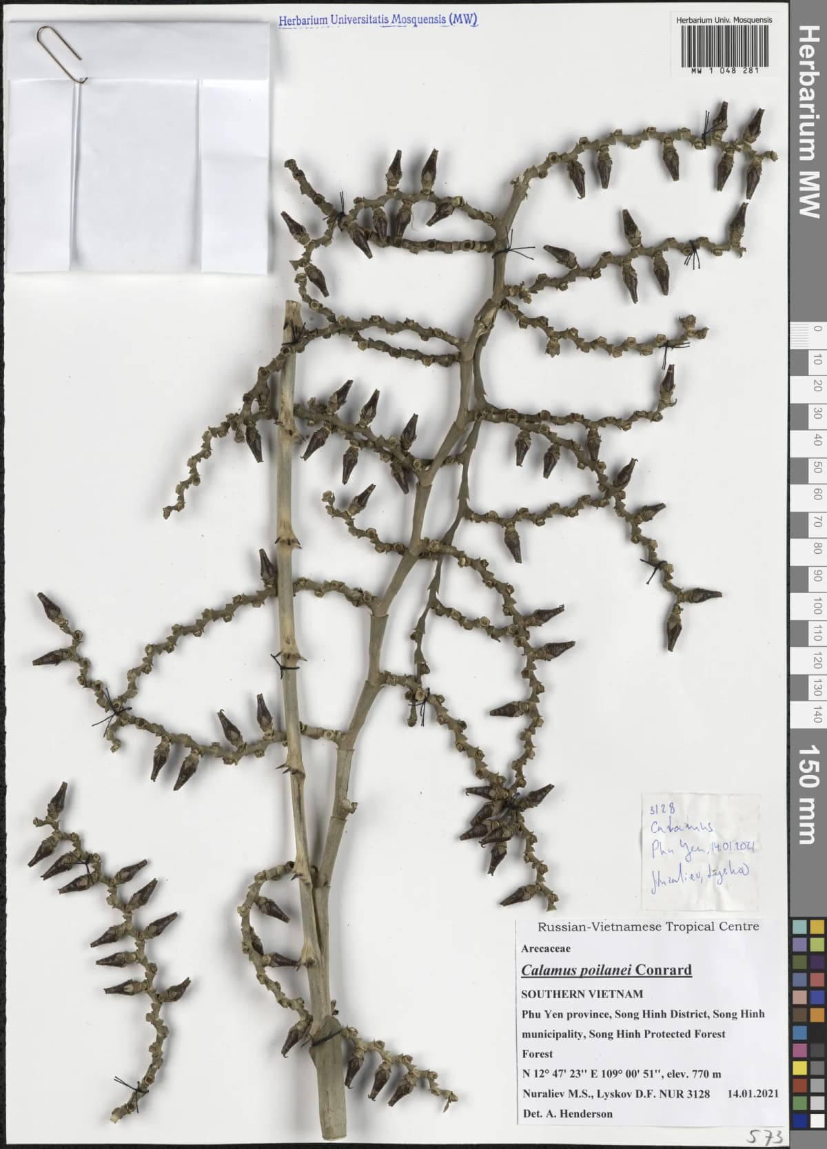 Botanical specimen of Calamus Poilanei.