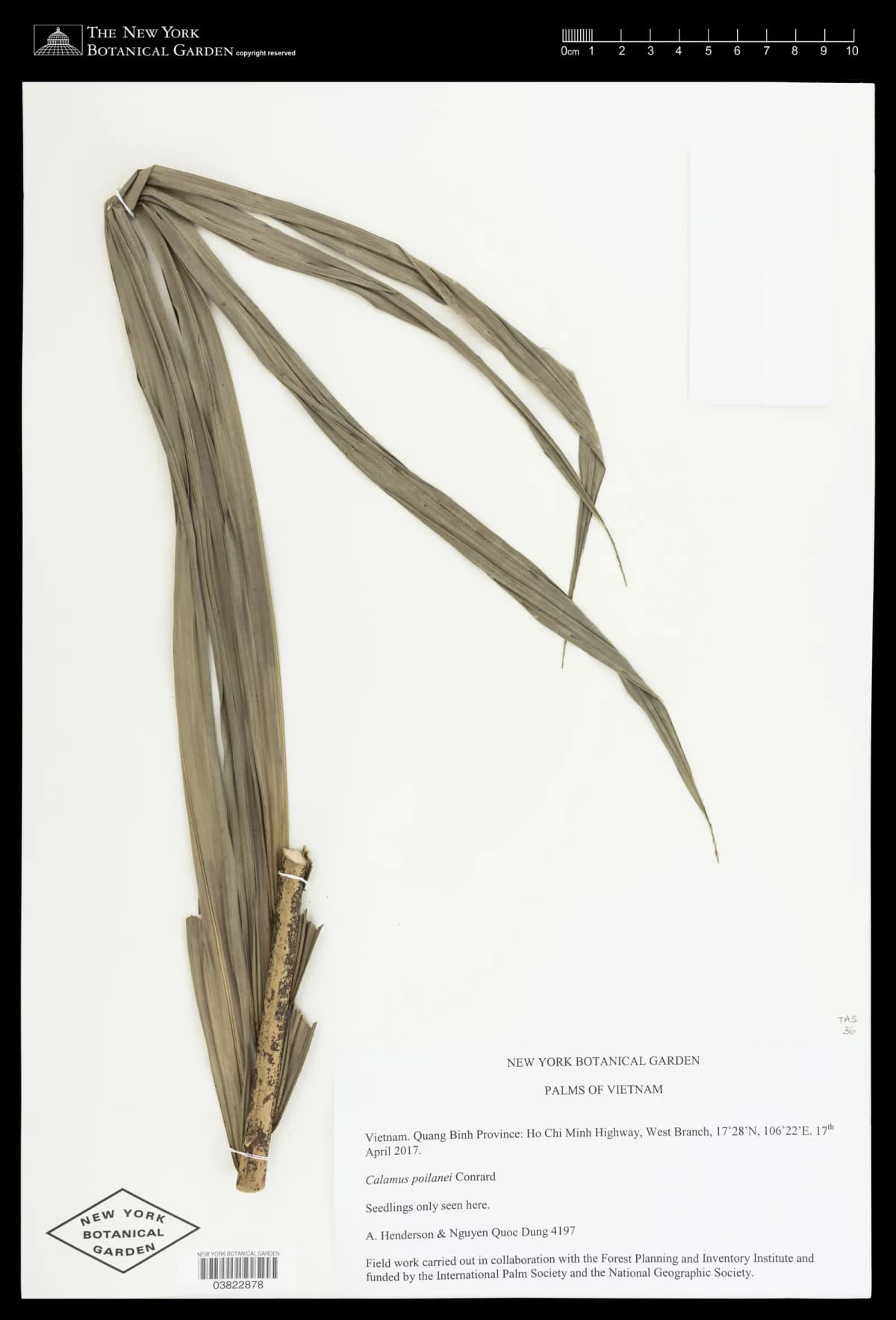 Botanical specimen of Calamus Poilanei.