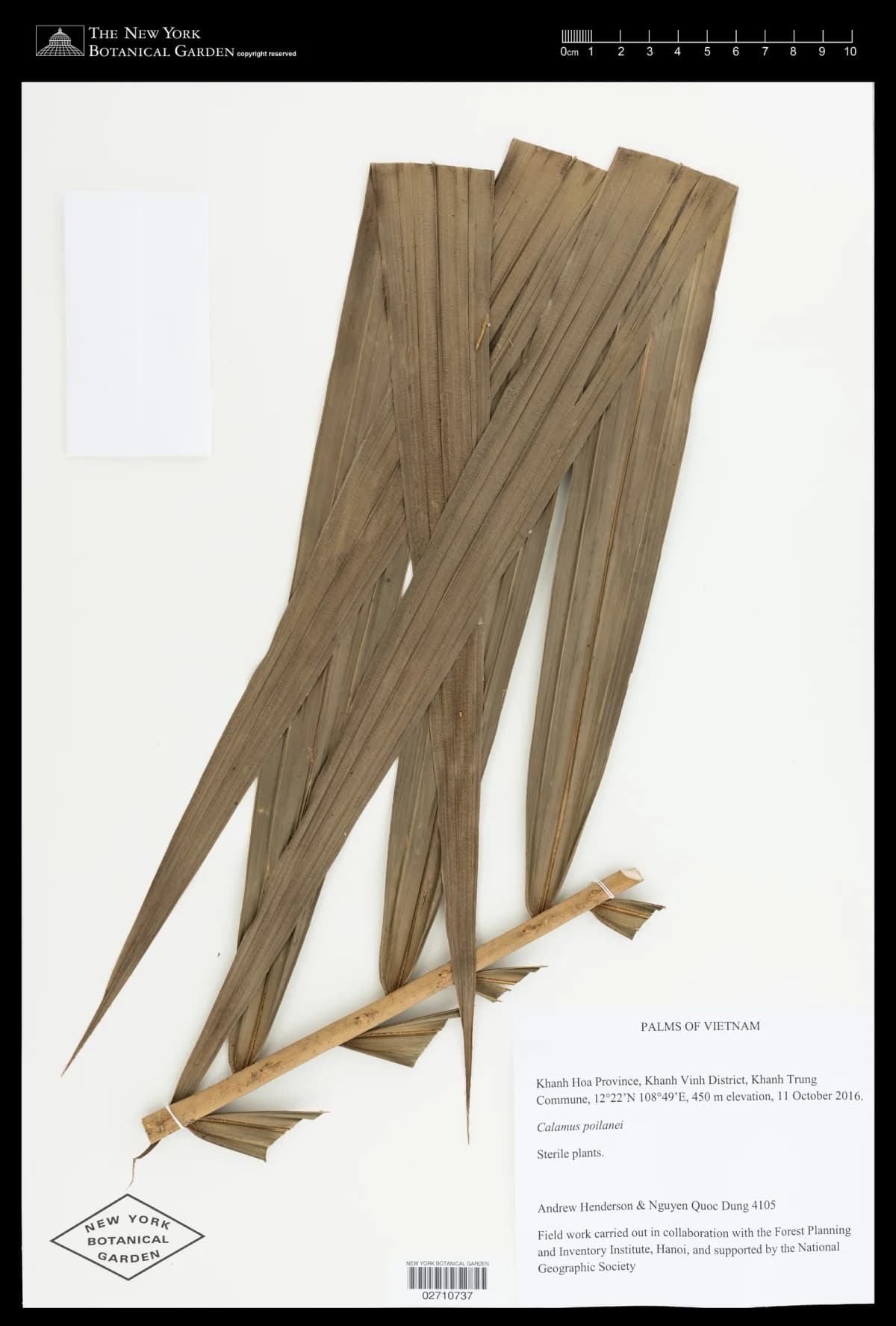 Botanical specimen of Calamus Poilanei.