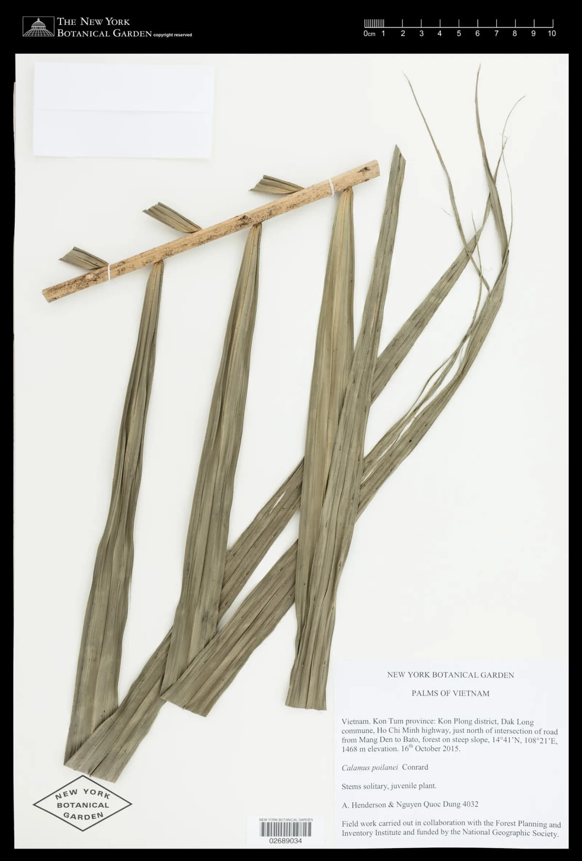 Botanical specimen of Calamus Poilanei.