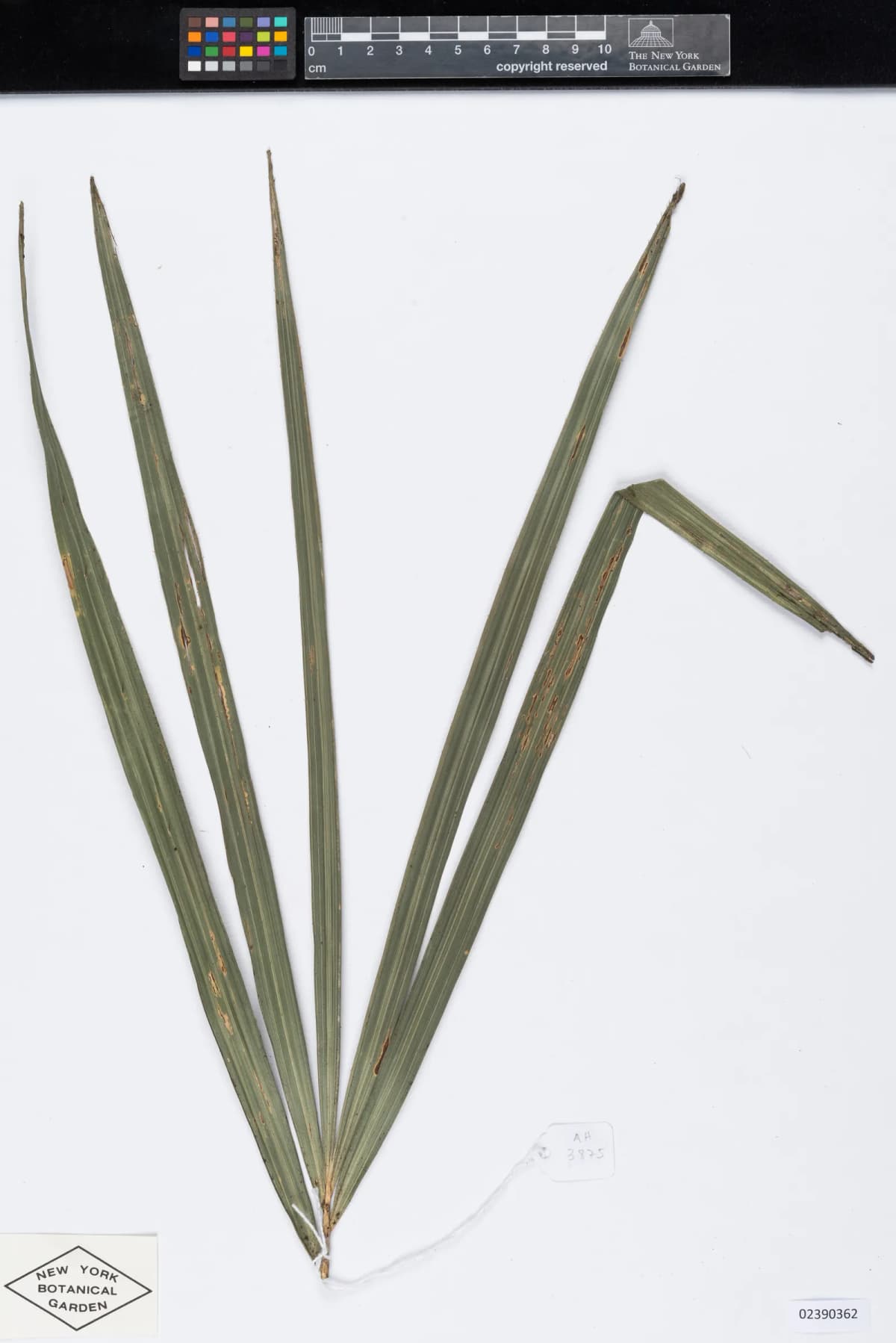 Botanical specimen of Calamus Poilanei.