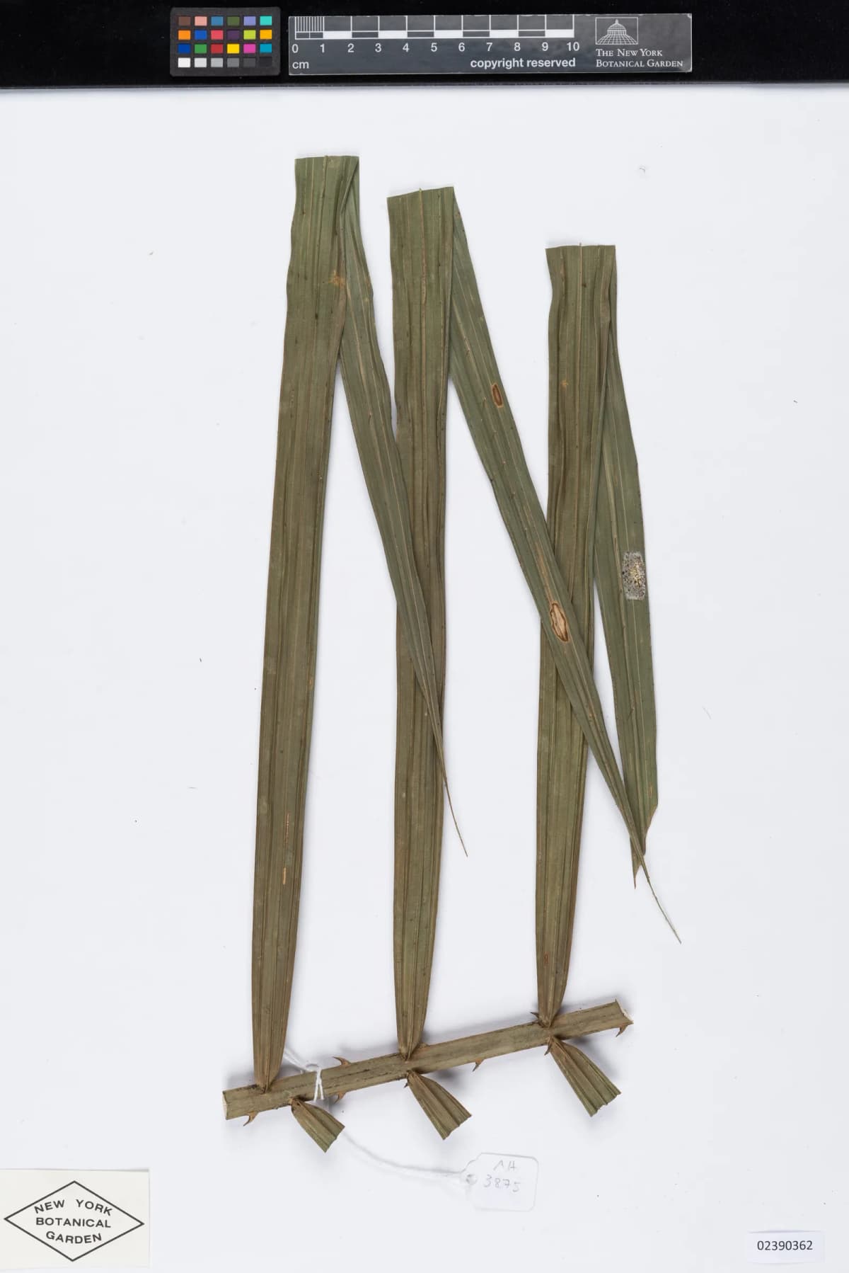 Botanical specimen of Calamus Poilanei.