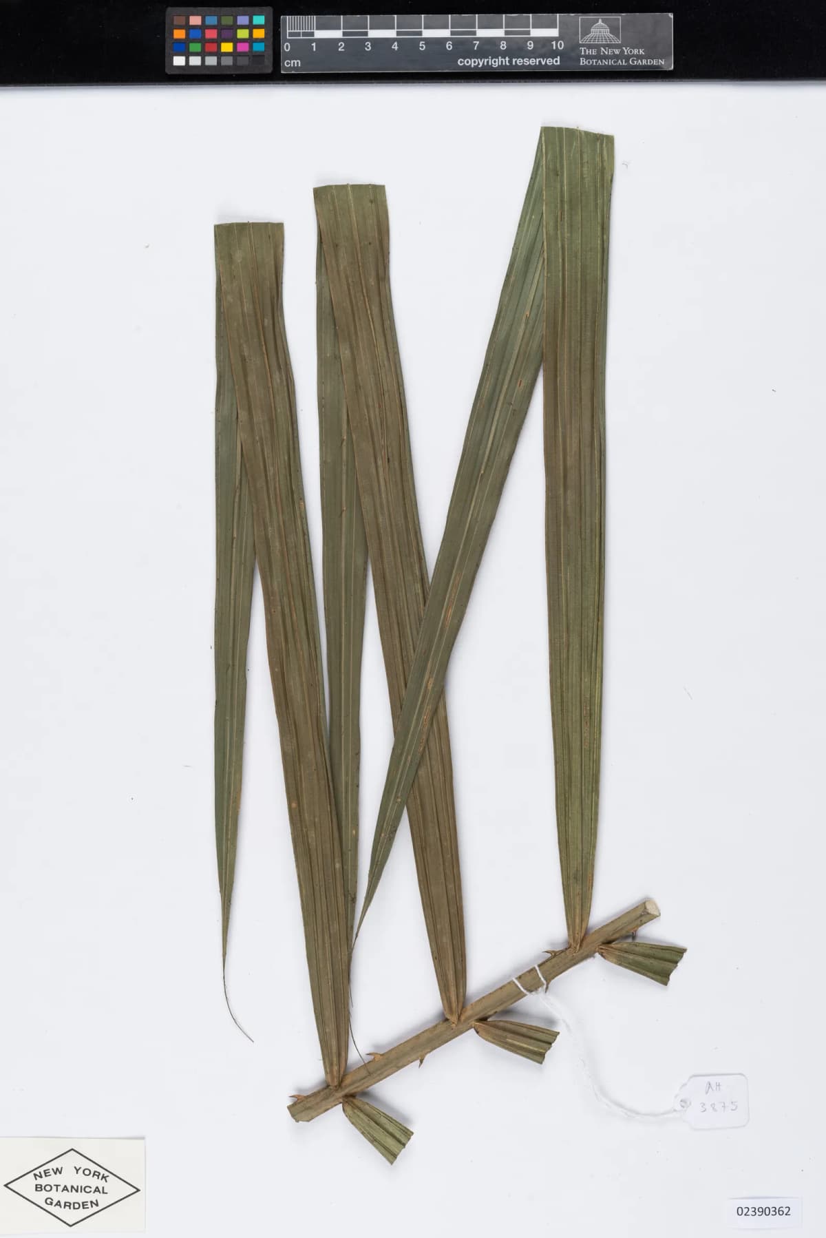 Botanical specimen of Calamus Poilanei.