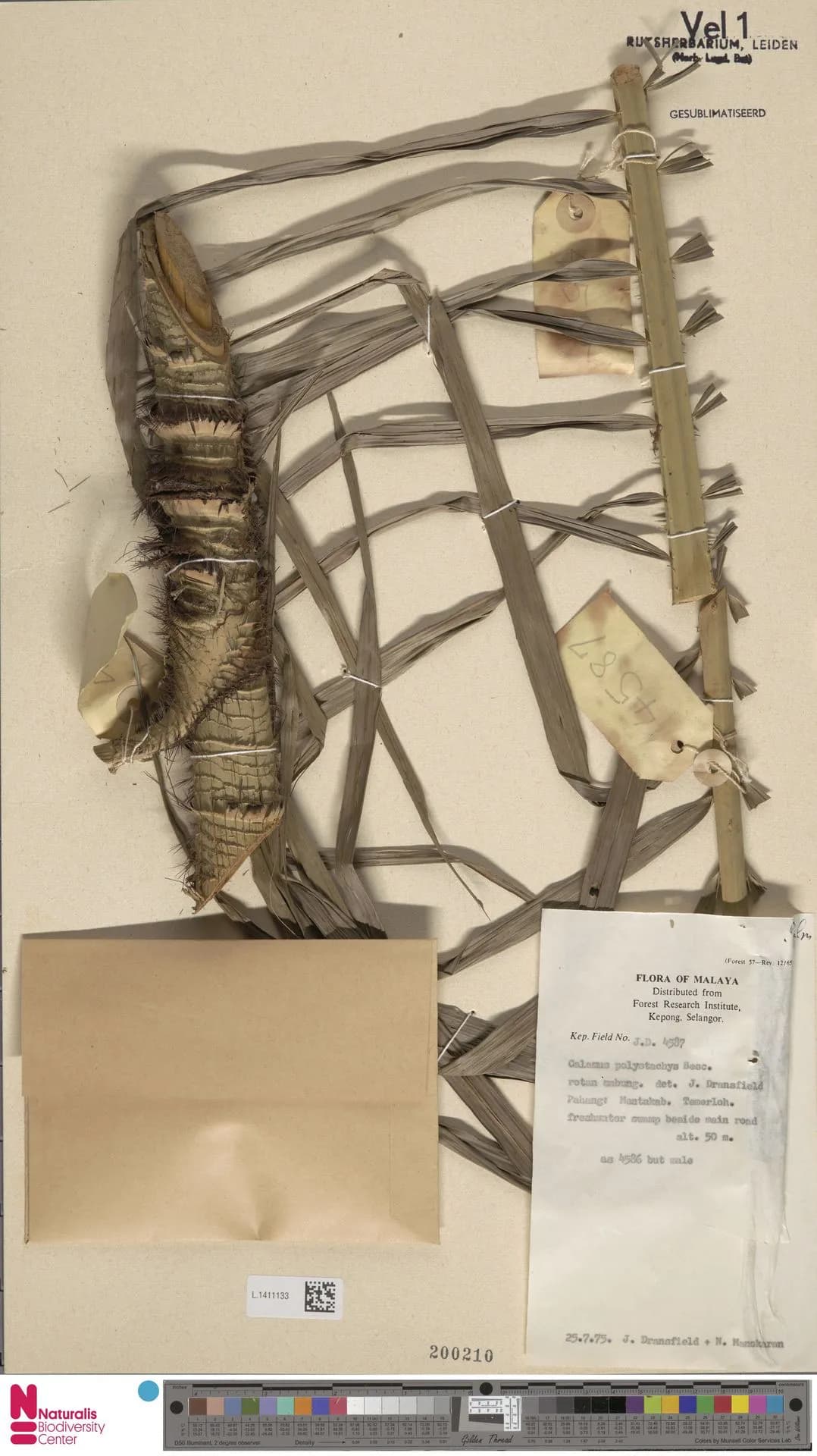 Botanical specimen of Calamus Polystachys.