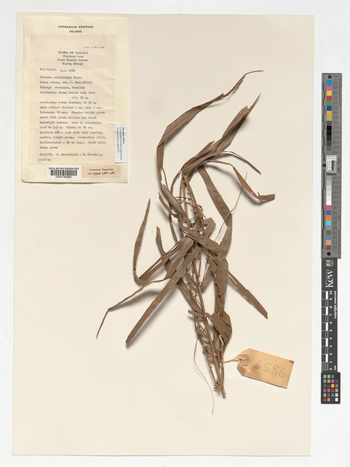 Botanical specimen of Calamus Polystachys.
