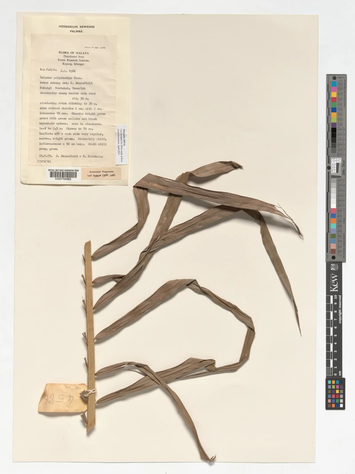 Botanical specimen of Calamus Polystachys.