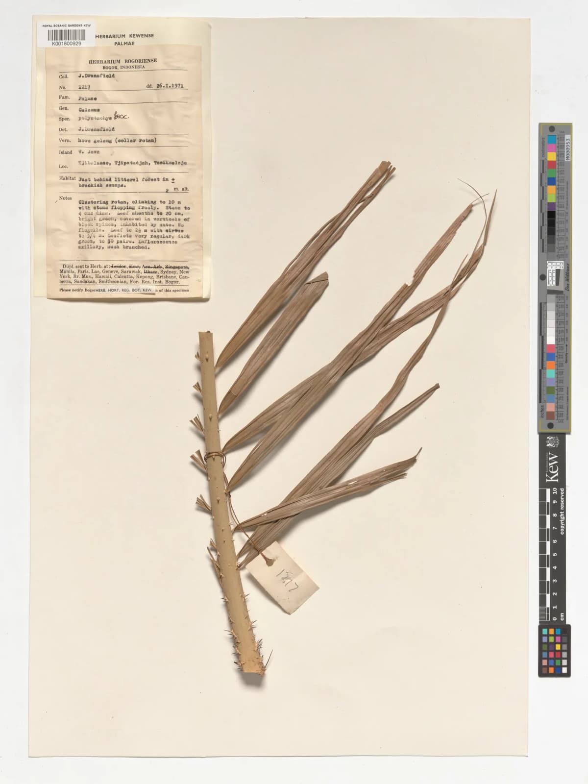 Botanical specimen of Calamus Polystachys.