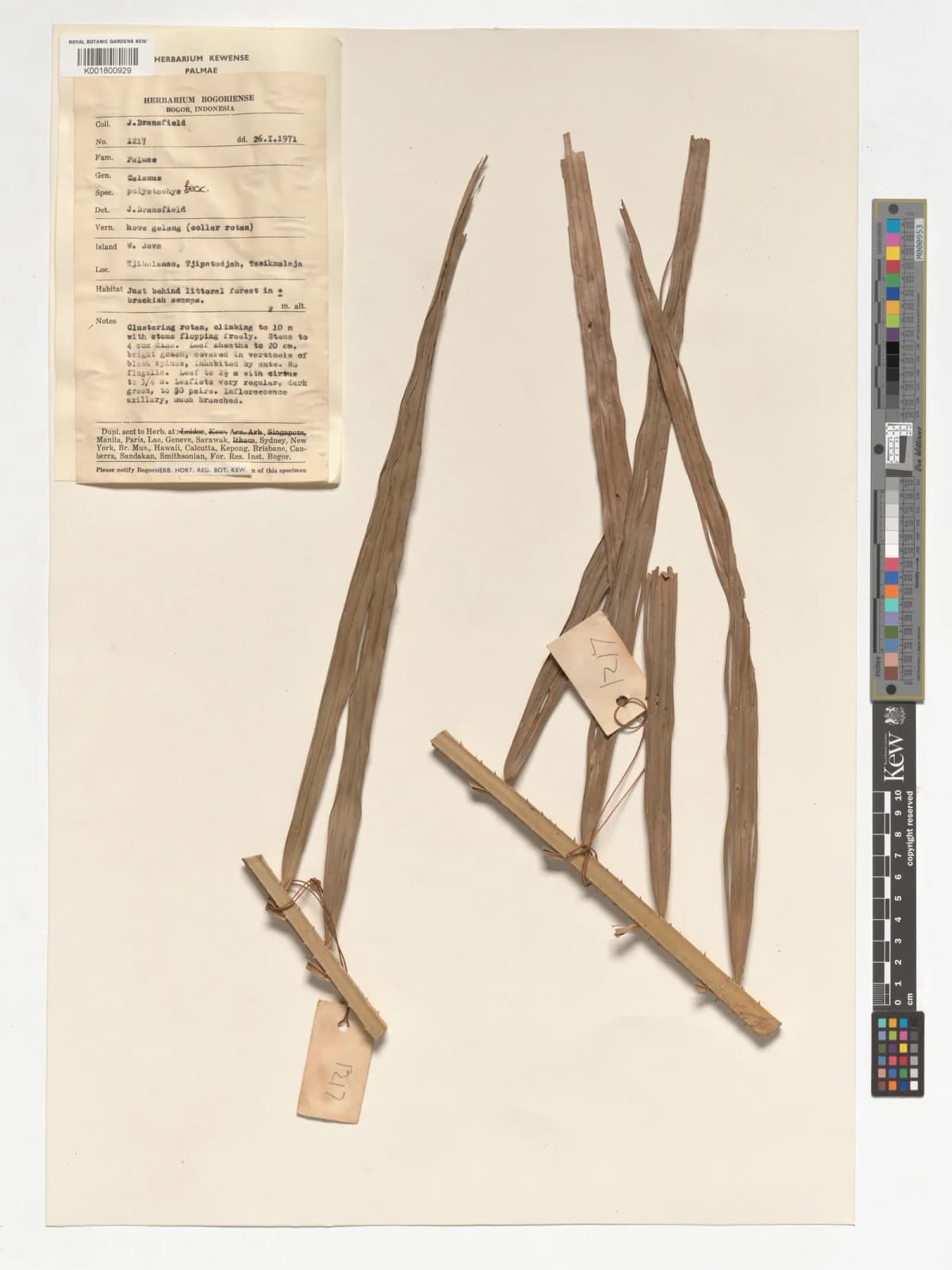 Botanical specimen of Calamus Polystachys.