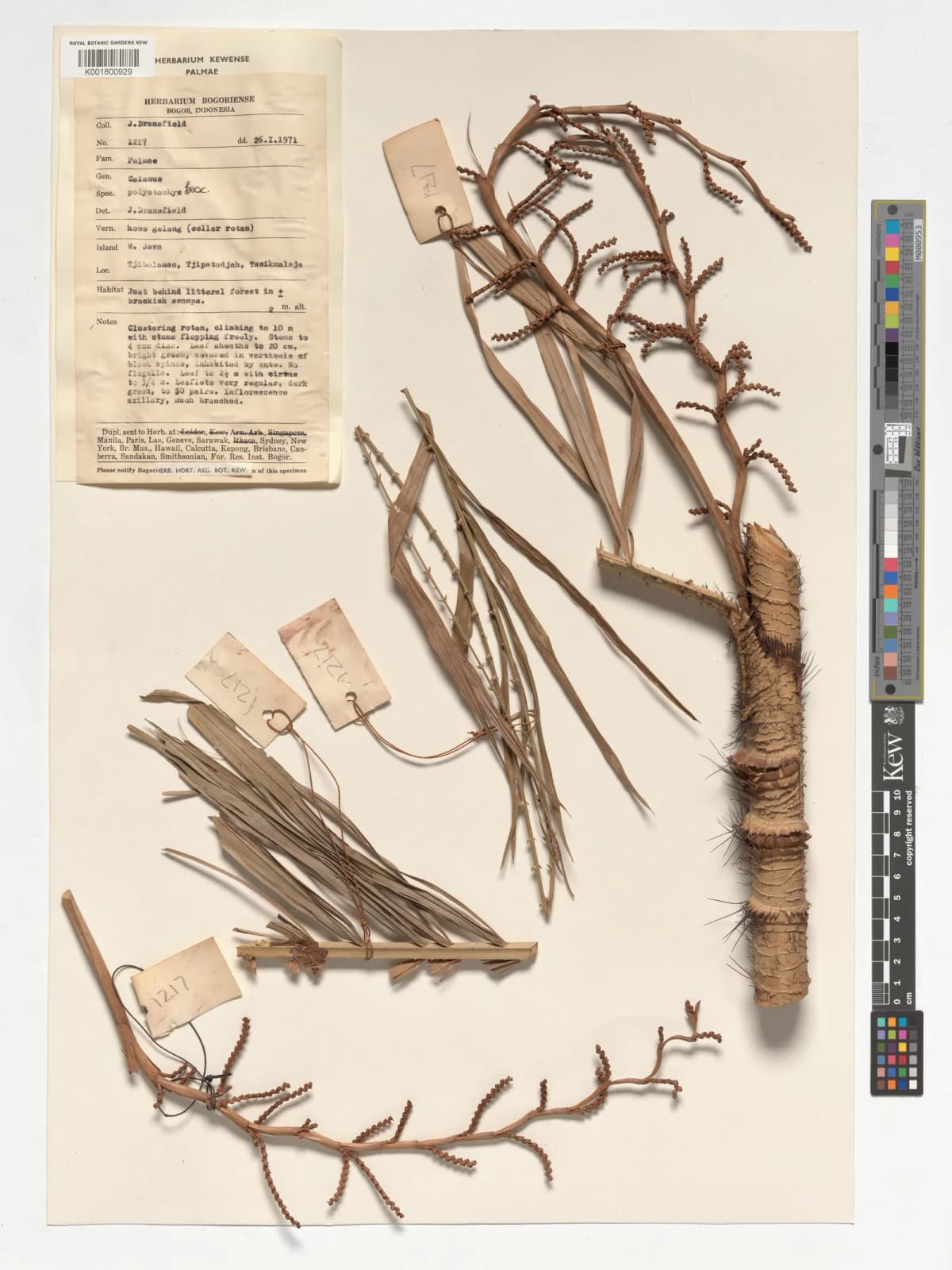 Botanical specimen of Calamus Polystachys.