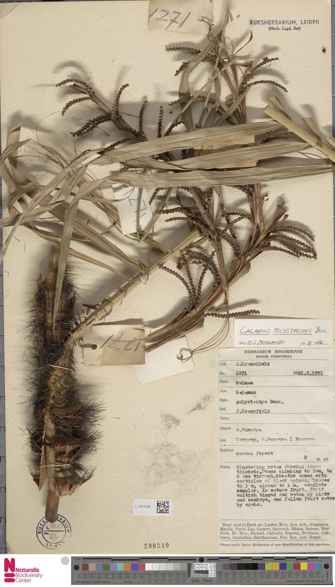 Botanical specimen of Calamus Polystachys.
