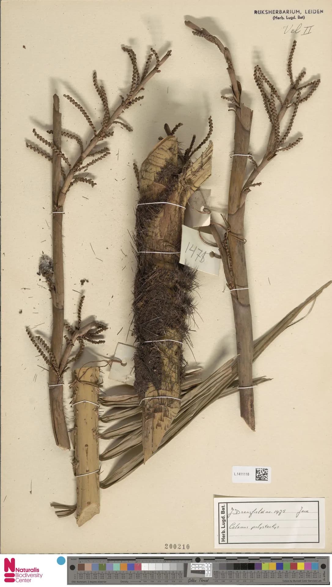 Botanical specimen of Calamus Polystachys.