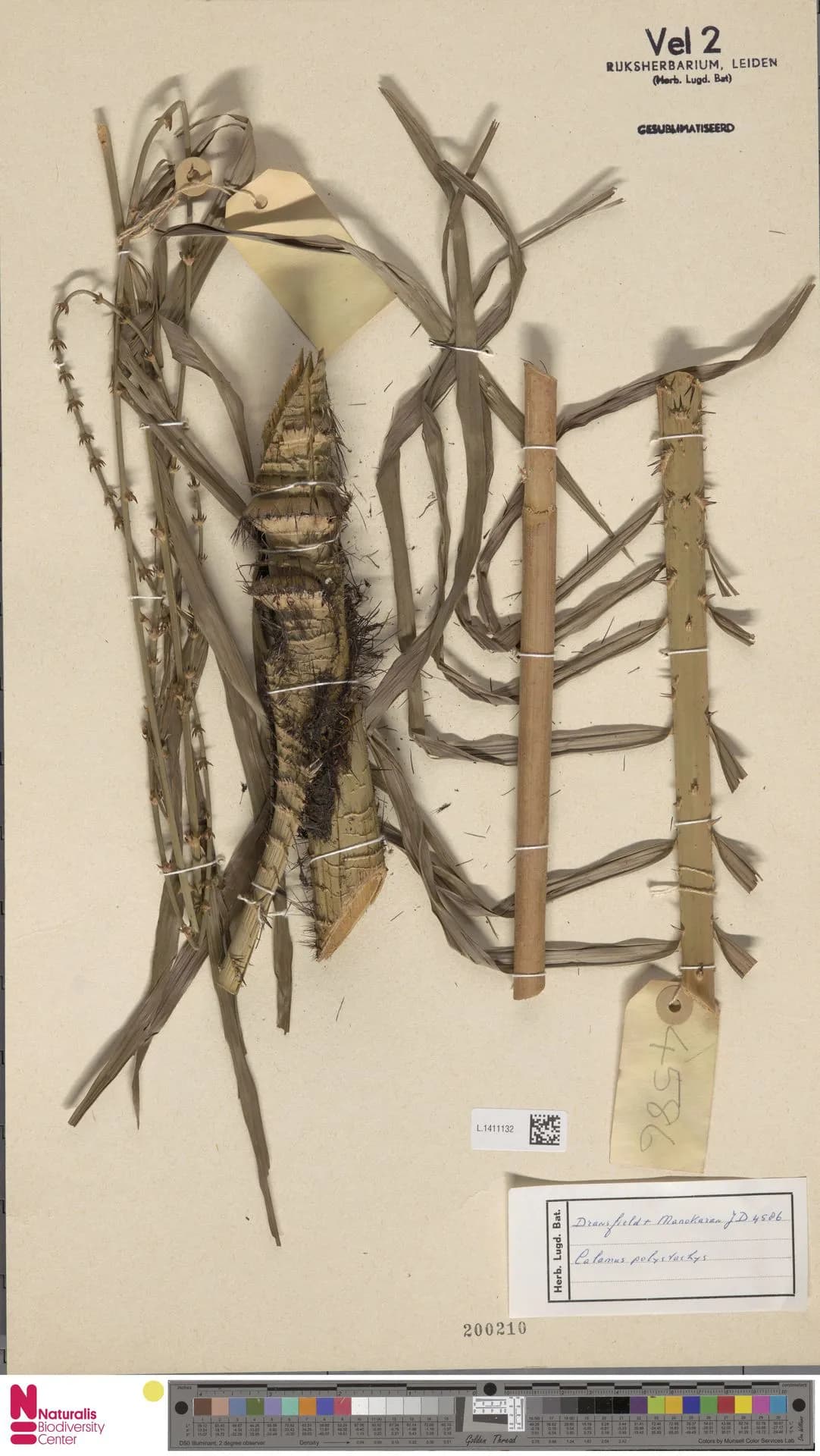 Botanical specimen of Calamus Polystachys.