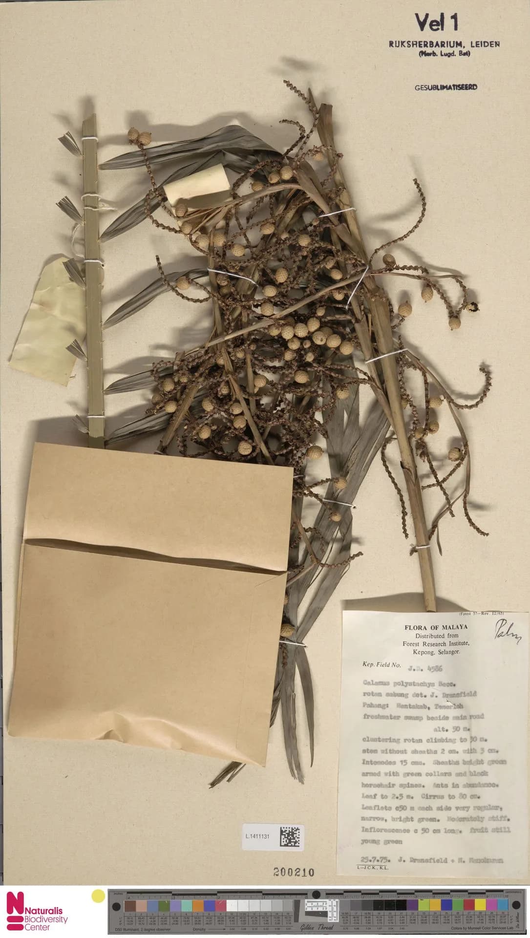 Botanical specimen of Calamus Polystachys.