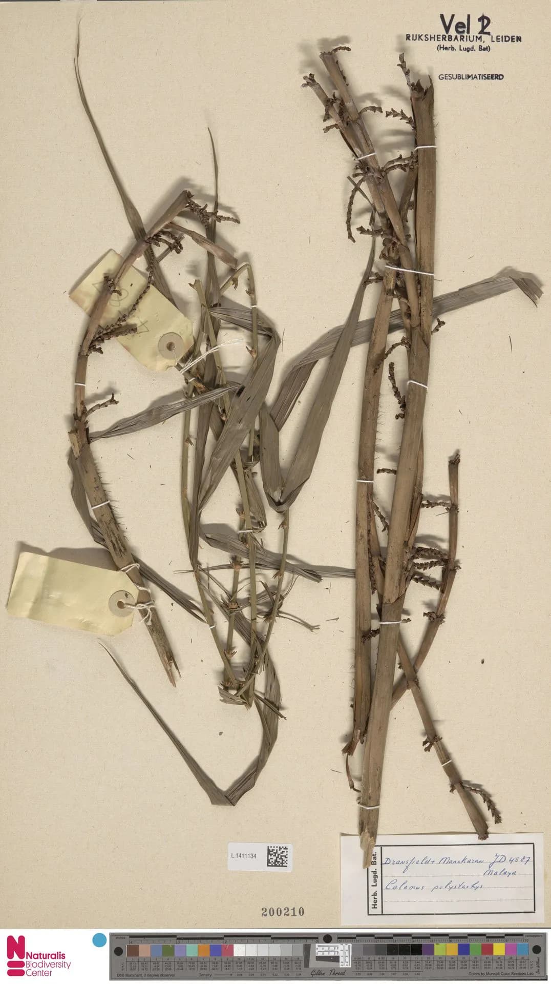 Botanical specimen of Calamus Polystachys.