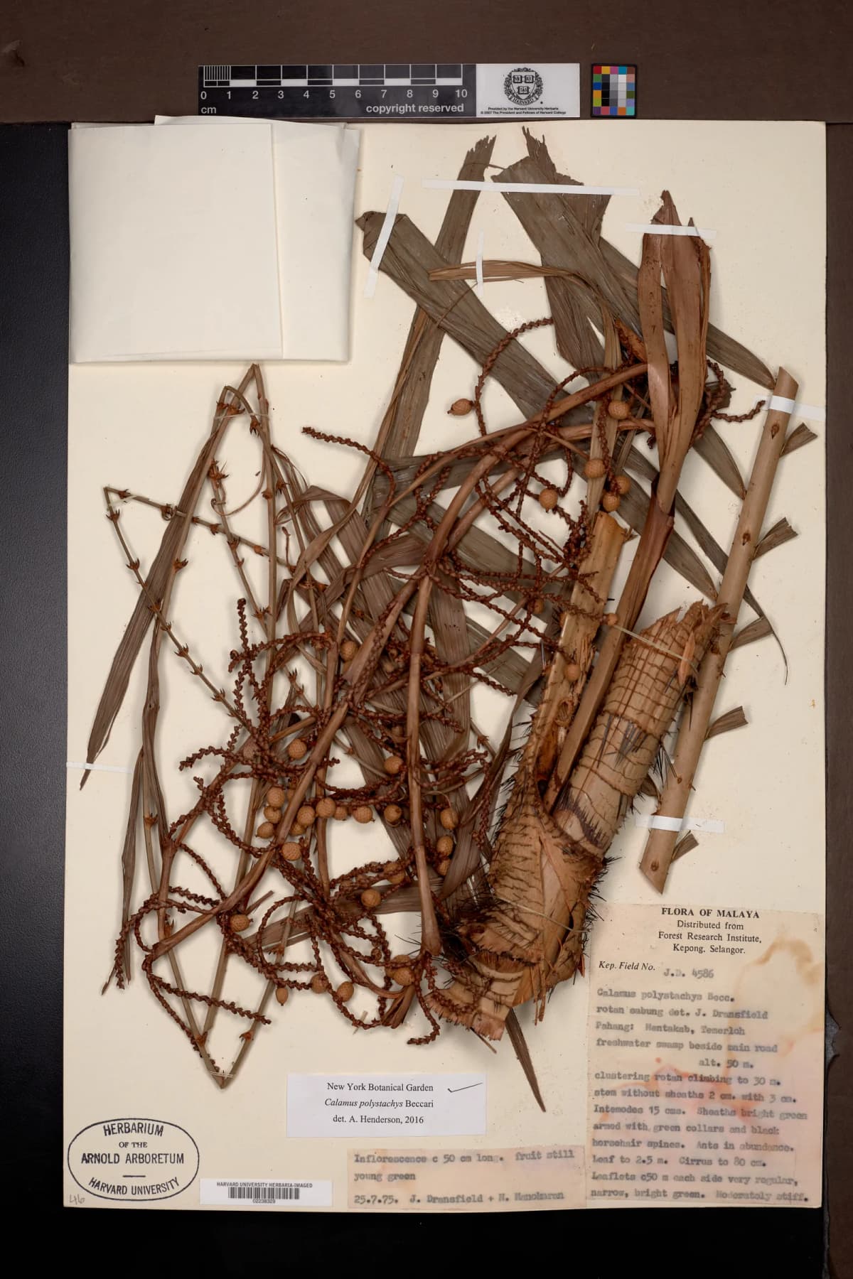 Botanical specimen of Calamus Polystachys.
