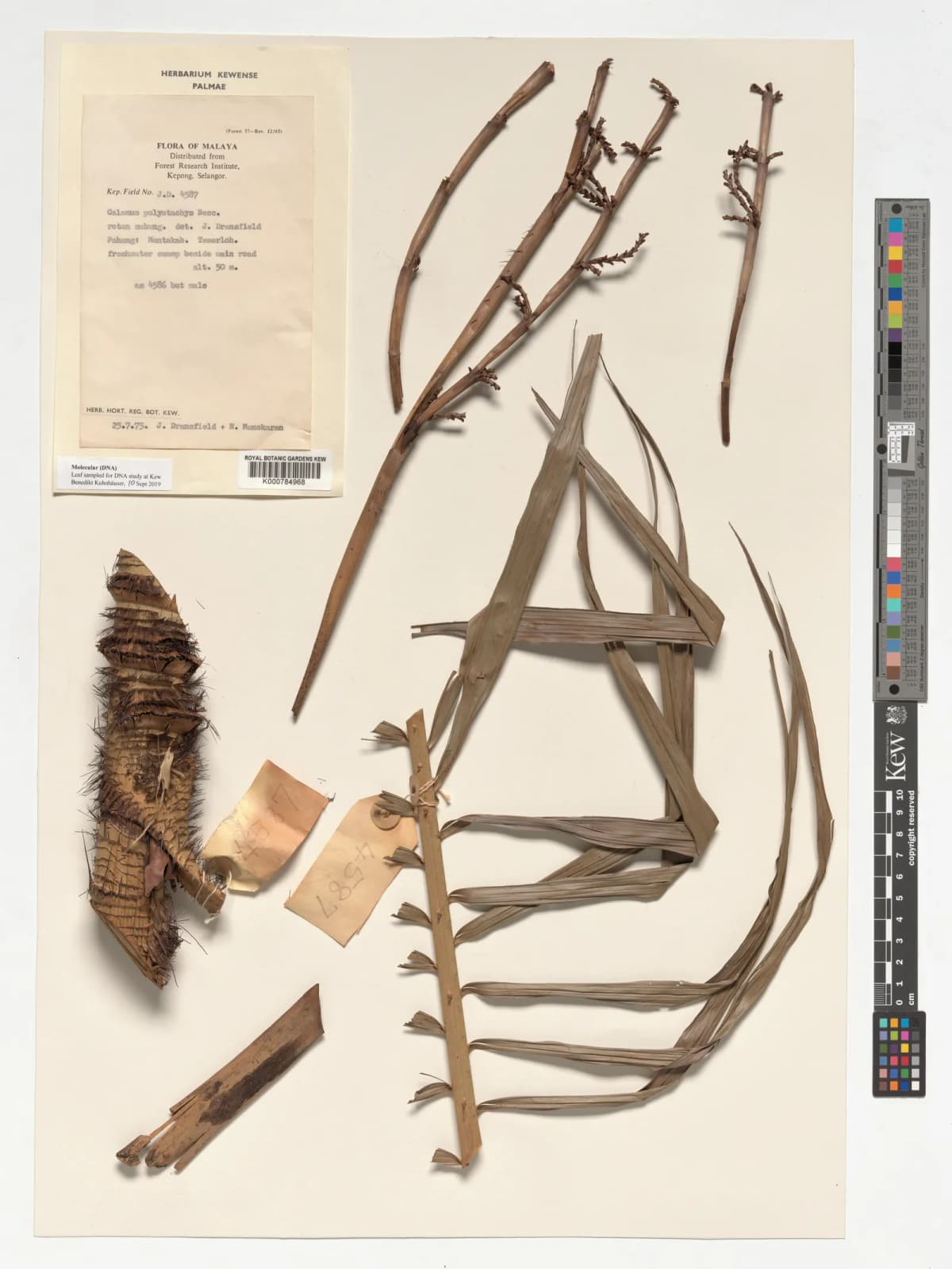 Botanical specimen of Calamus Polystachys.