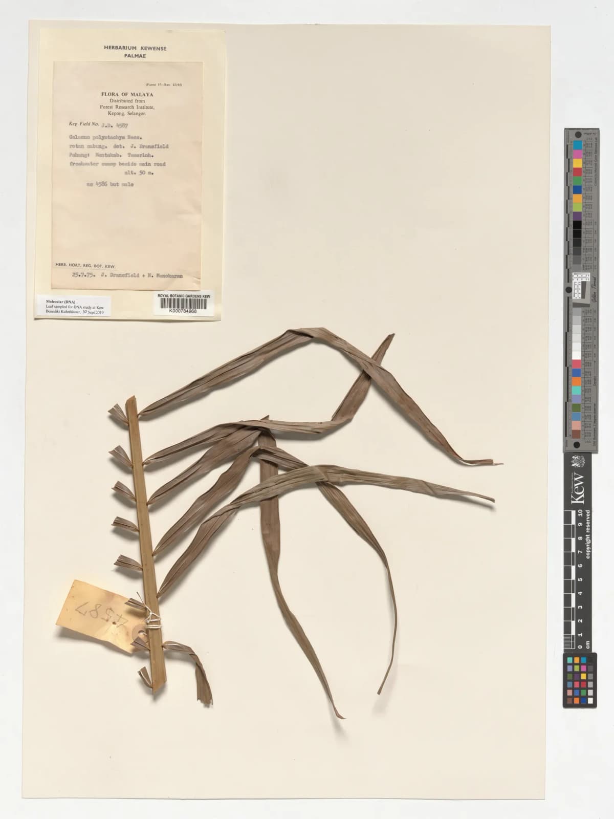 Botanical specimen of Calamus Polystachys.
