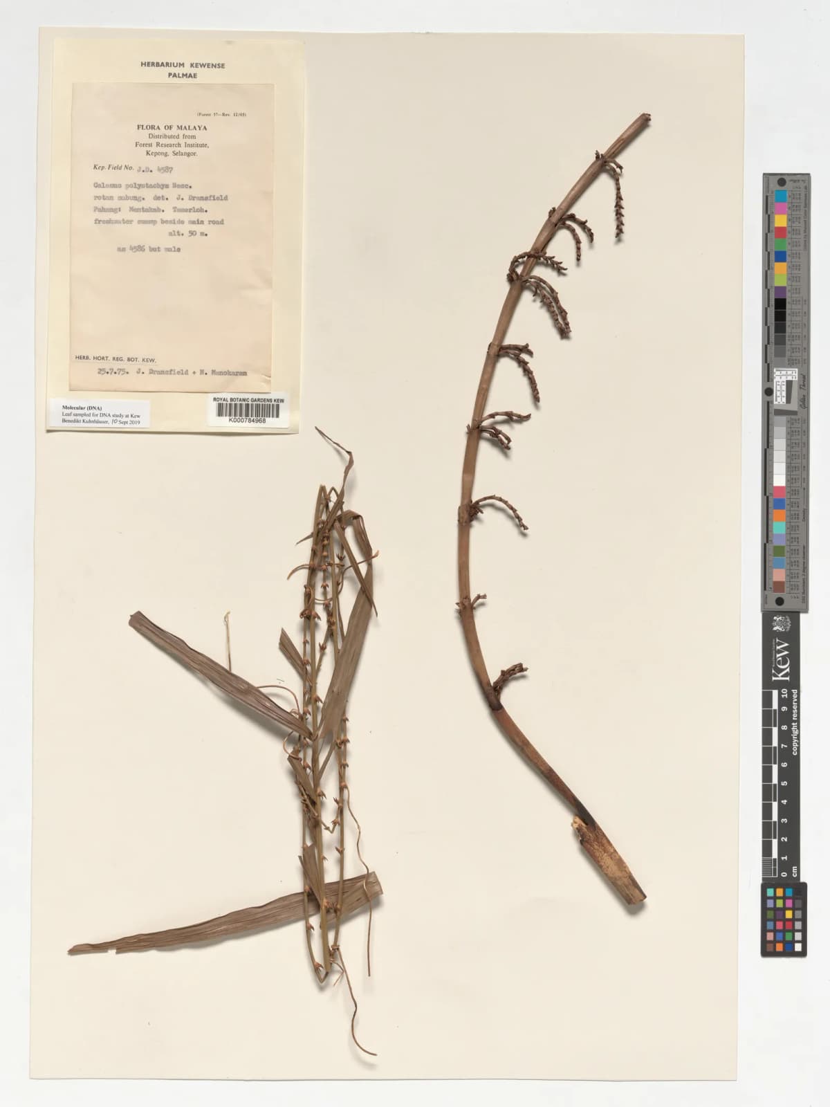 Botanical specimen of Calamus Polystachys.