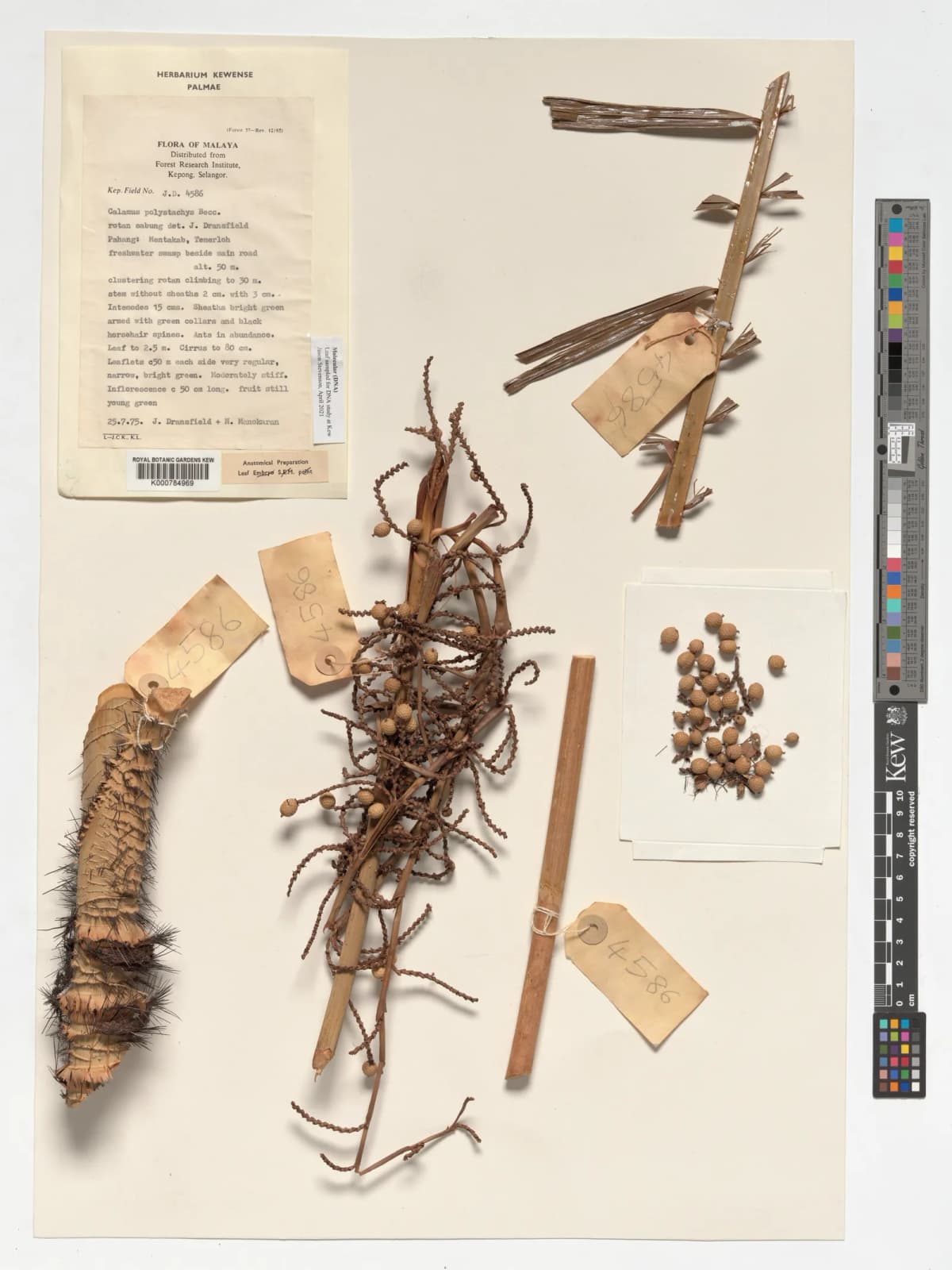 Botanical specimen of Calamus Polystachys.
