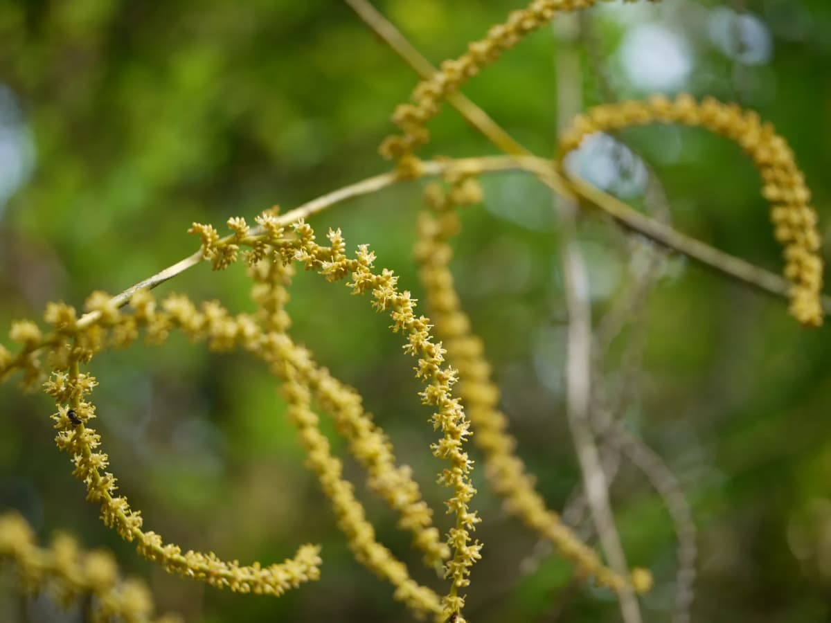 Botanical specimen of Calamus Pseudotenuis.