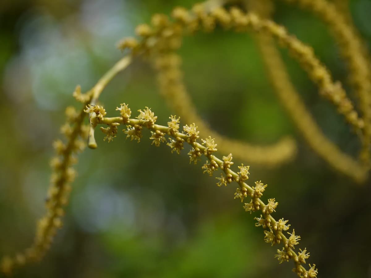 Botanical specimen of Calamus Pseudotenuis.