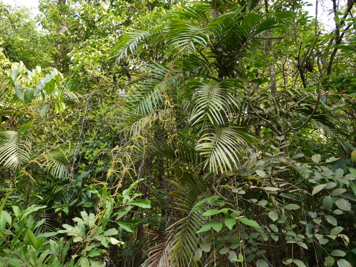 Botanical specimen of Calamus Pseudotenuis.