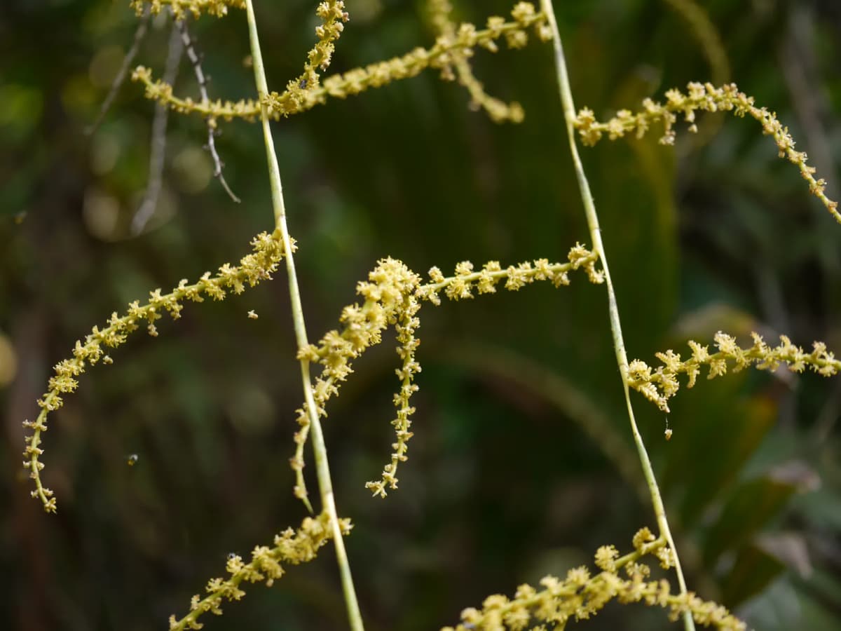 Botanical specimen of Calamus Pseudotenuis.