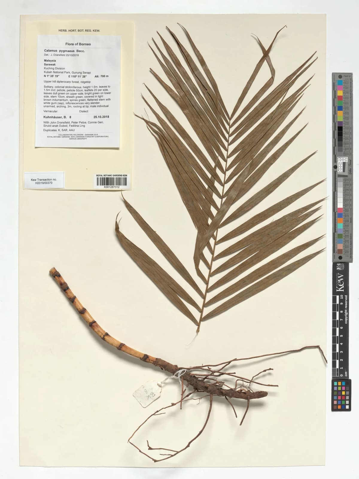 Botanical specimen of Calamus Pygmaeus.