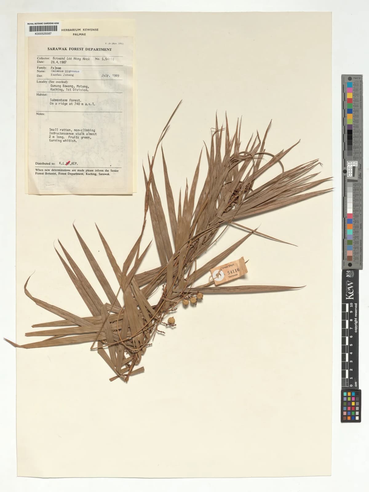 Botanical specimen of Calamus Pygmaeus.