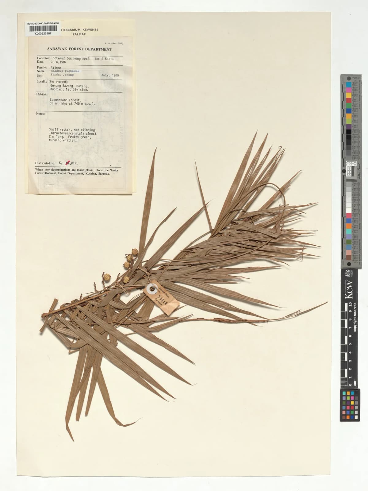 Botanical specimen of Calamus Pygmaeus.