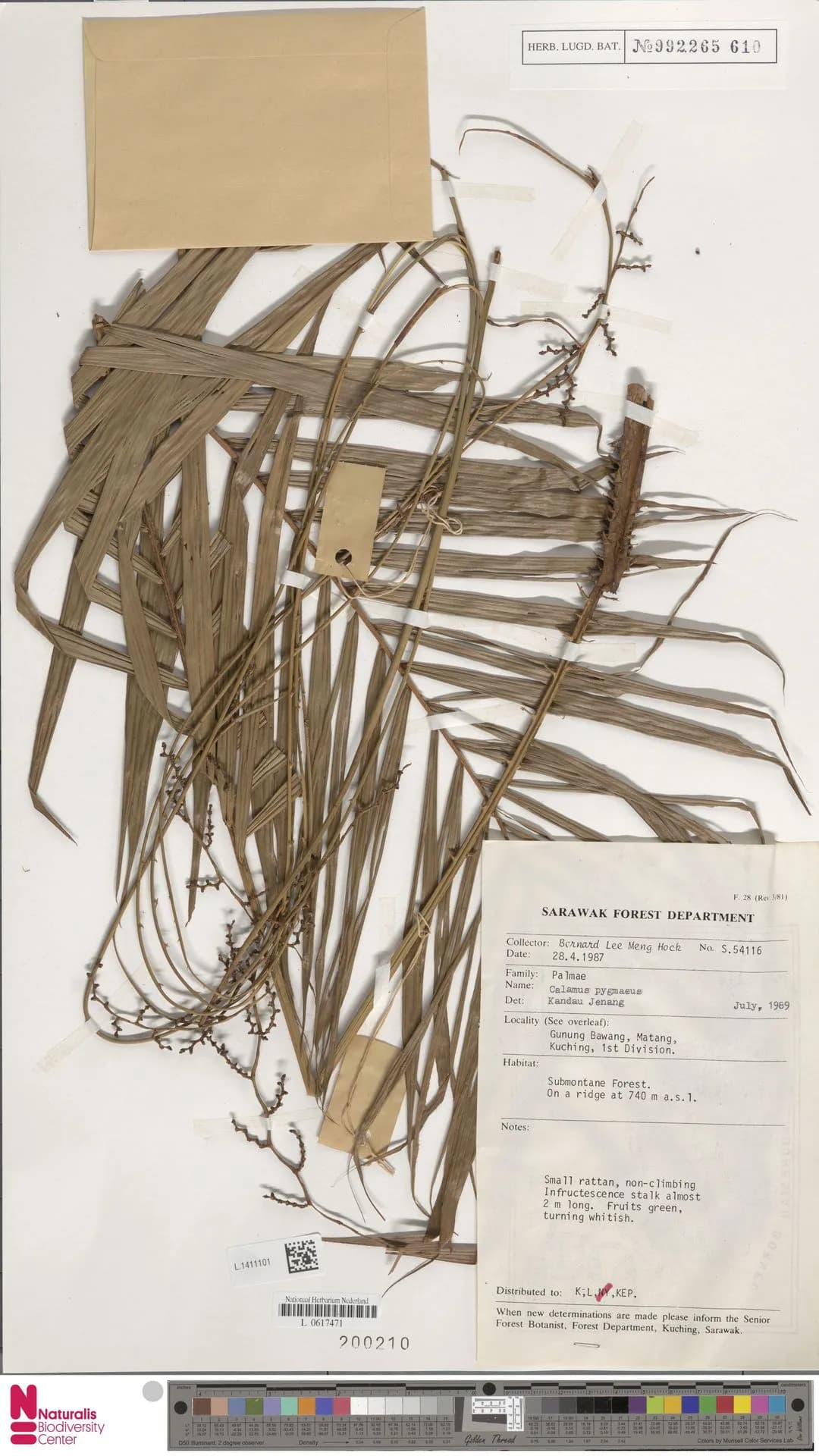Botanical specimen of Calamus Pygmaeus.