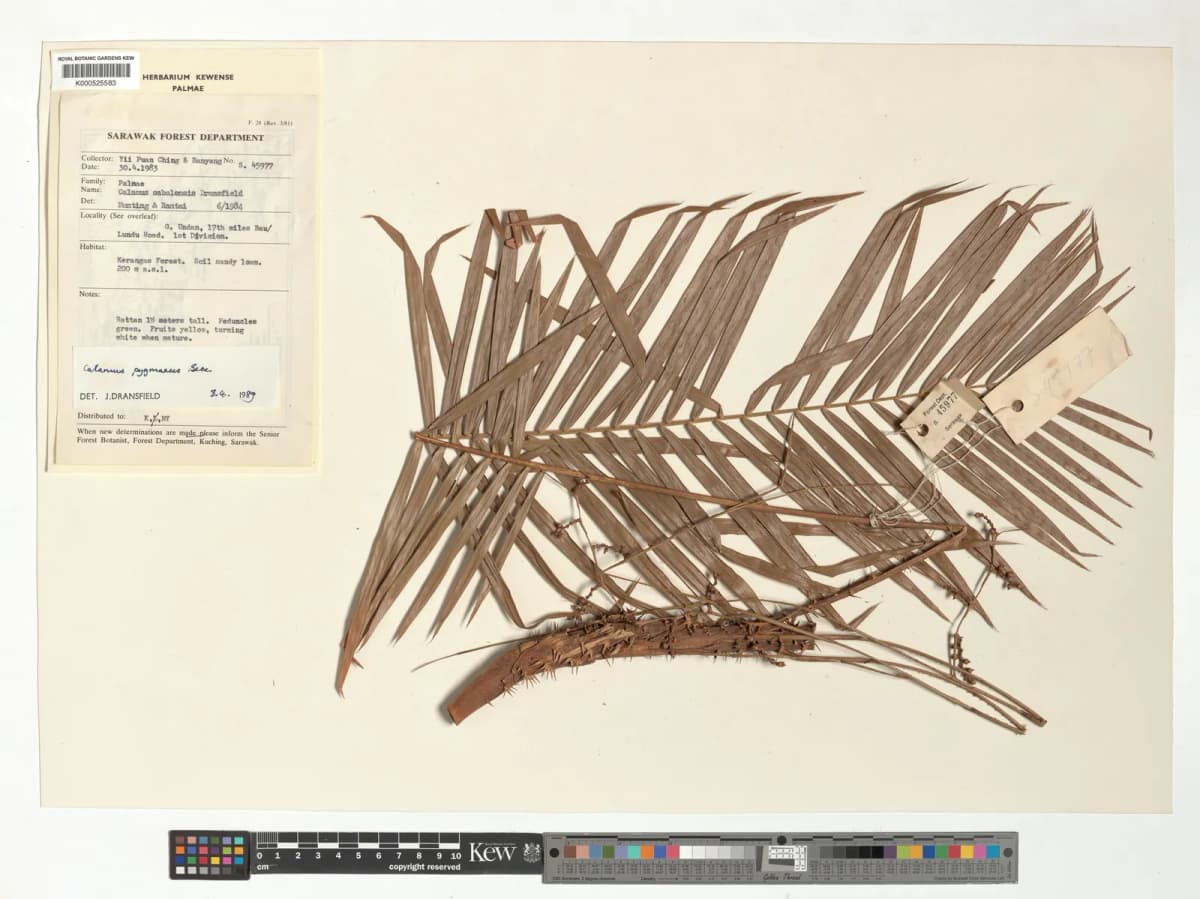 Botanical specimen of Calamus Pygmaeus.