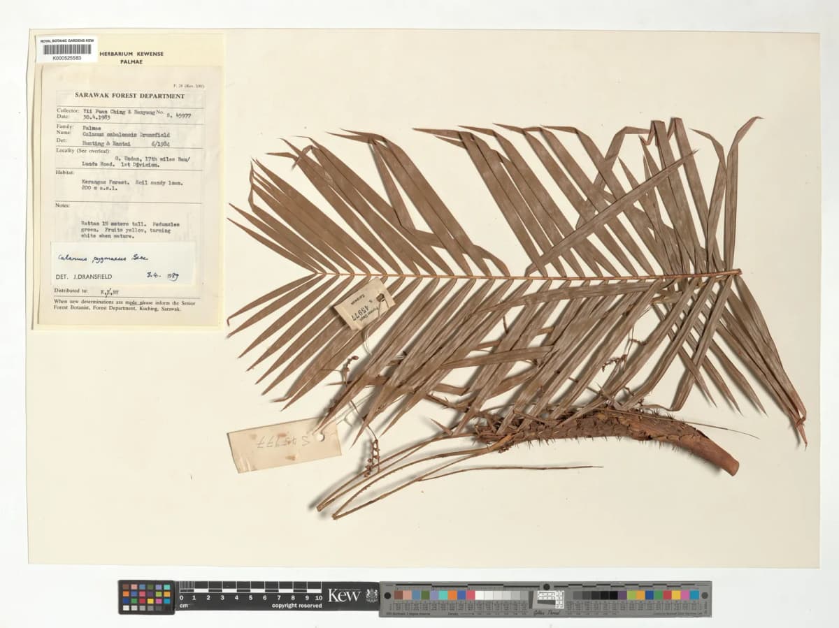 Botanical specimen of Calamus Pygmaeus.