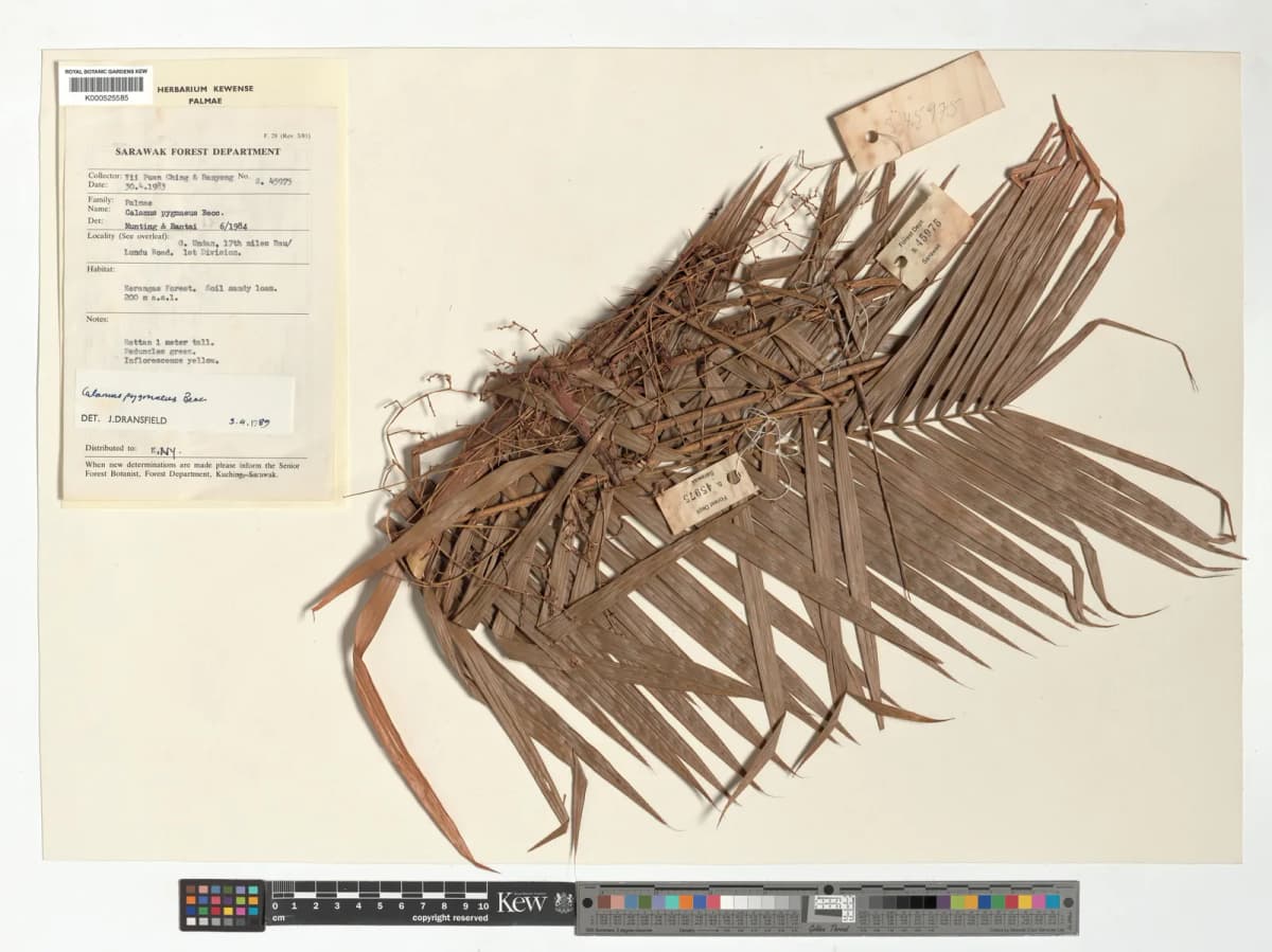 Botanical specimen of Calamus Pygmaeus.
